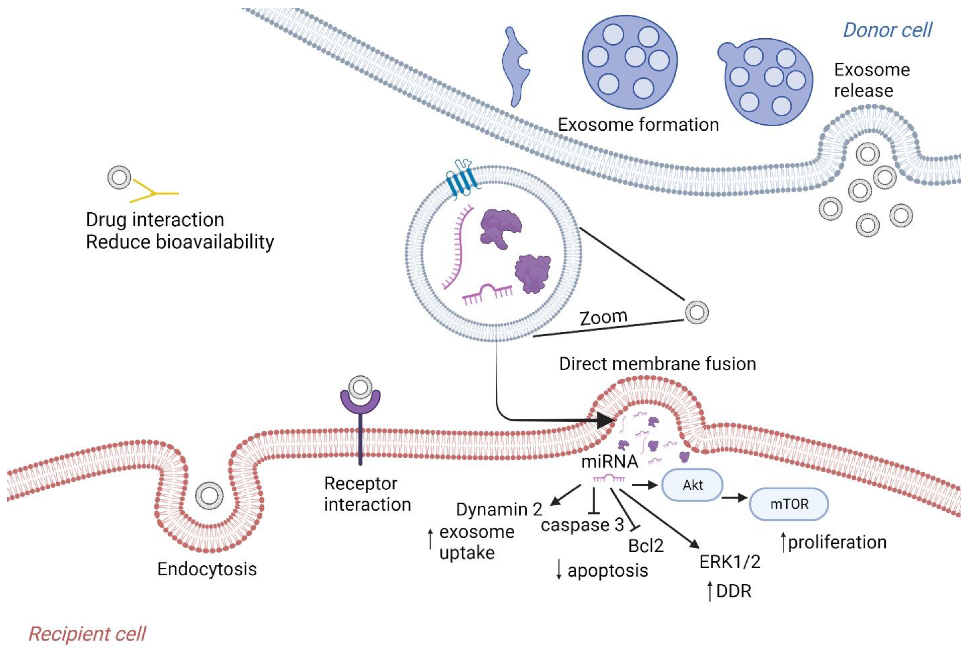 Ijms 24 16498 g001 Ijms 24 16498 g001