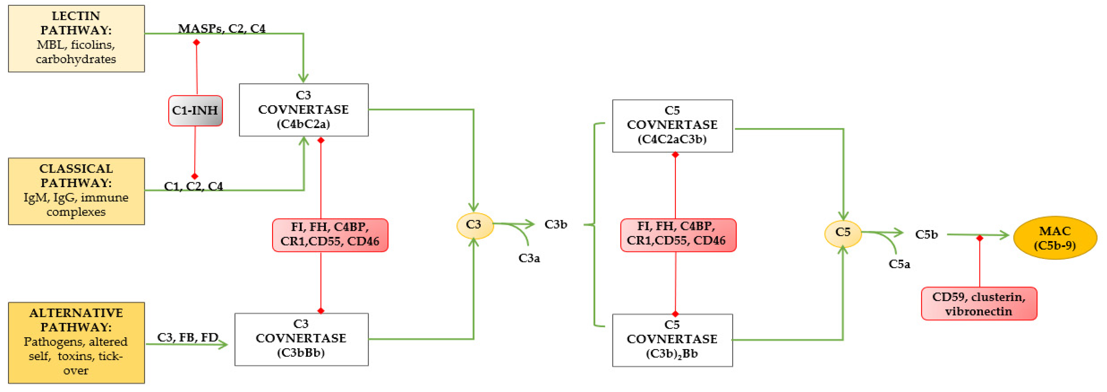 Complement System and the Kidney: Its Role in Renal Diseases