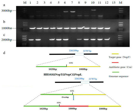 NopC/T/L Signal Crosstalk Gene GmPHT1-4