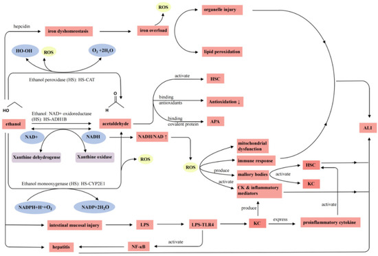 Protective Effects and Mechanism of Polysaccharides from