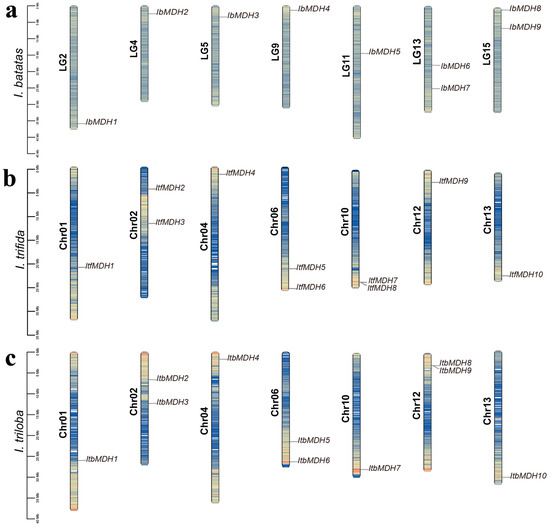 Genome-Wide Identification and Expression Analysis of Malate
