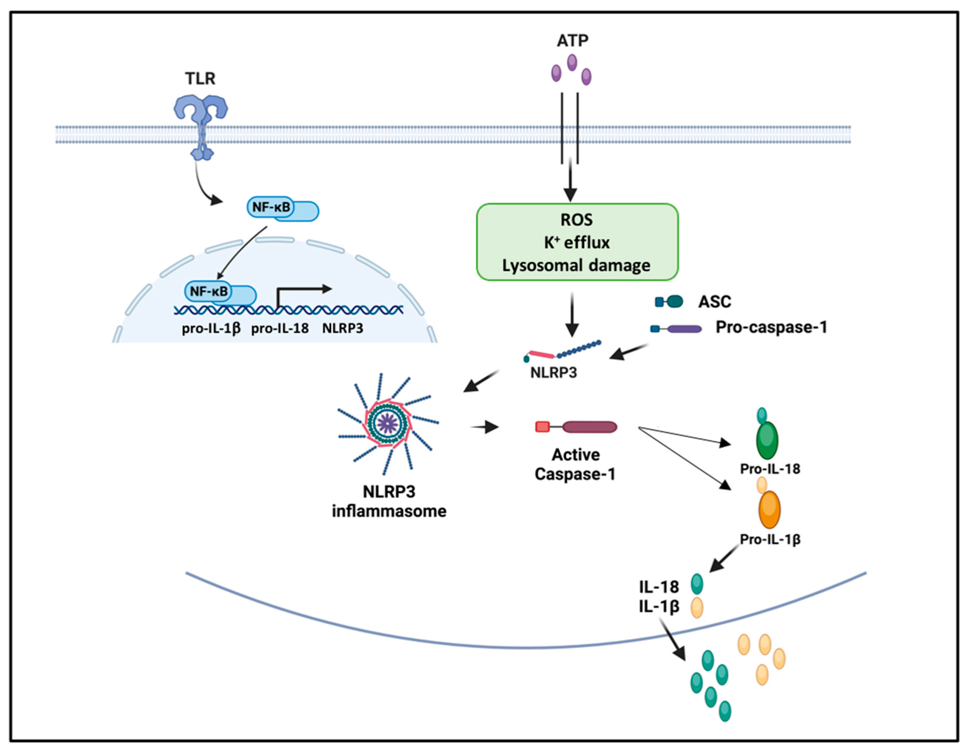 Ijms 24 16556 g002 Ijms 24 16556 g002