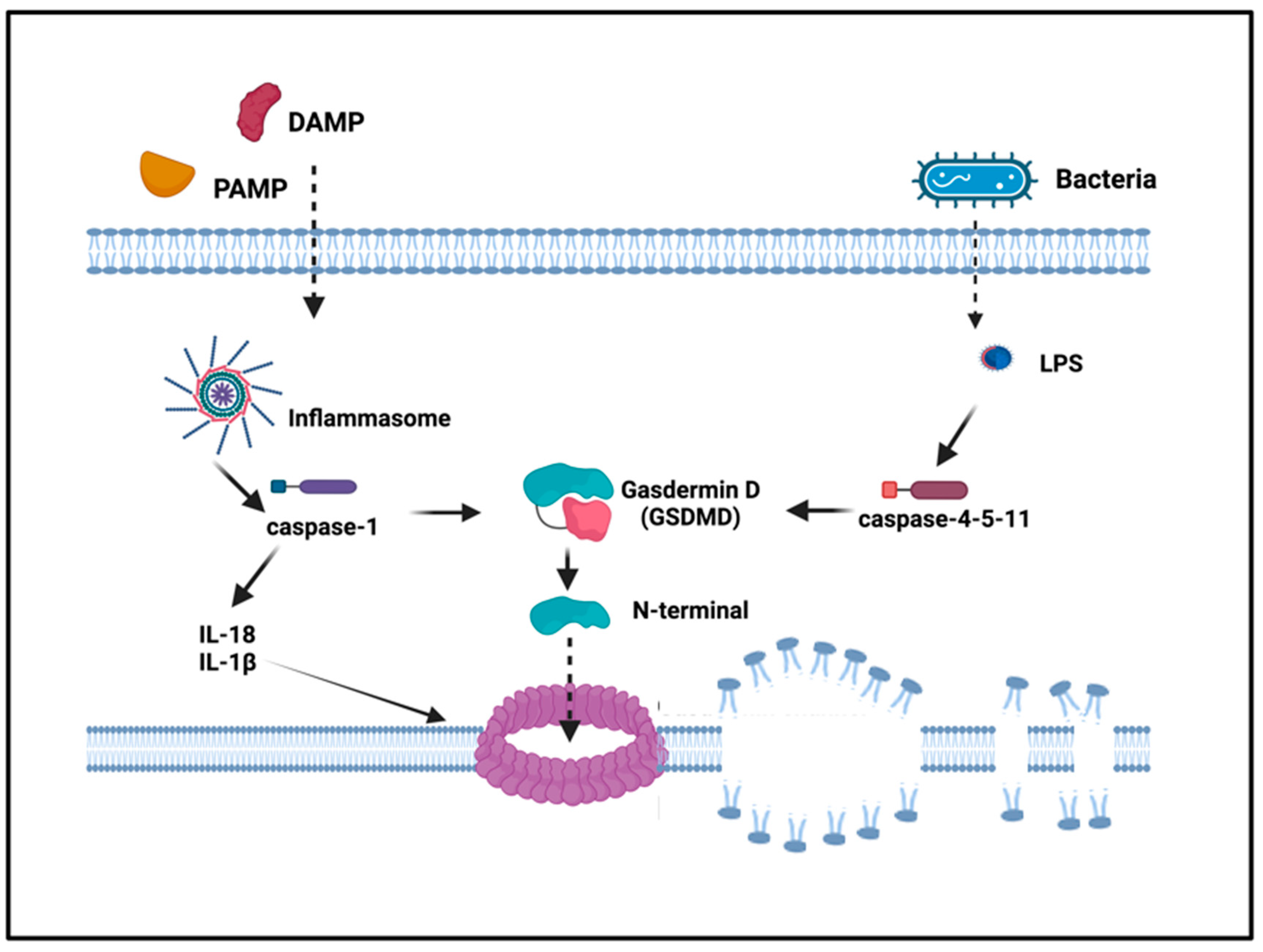 Ijms 24 16556 g003 Ijms 24 16556 g003