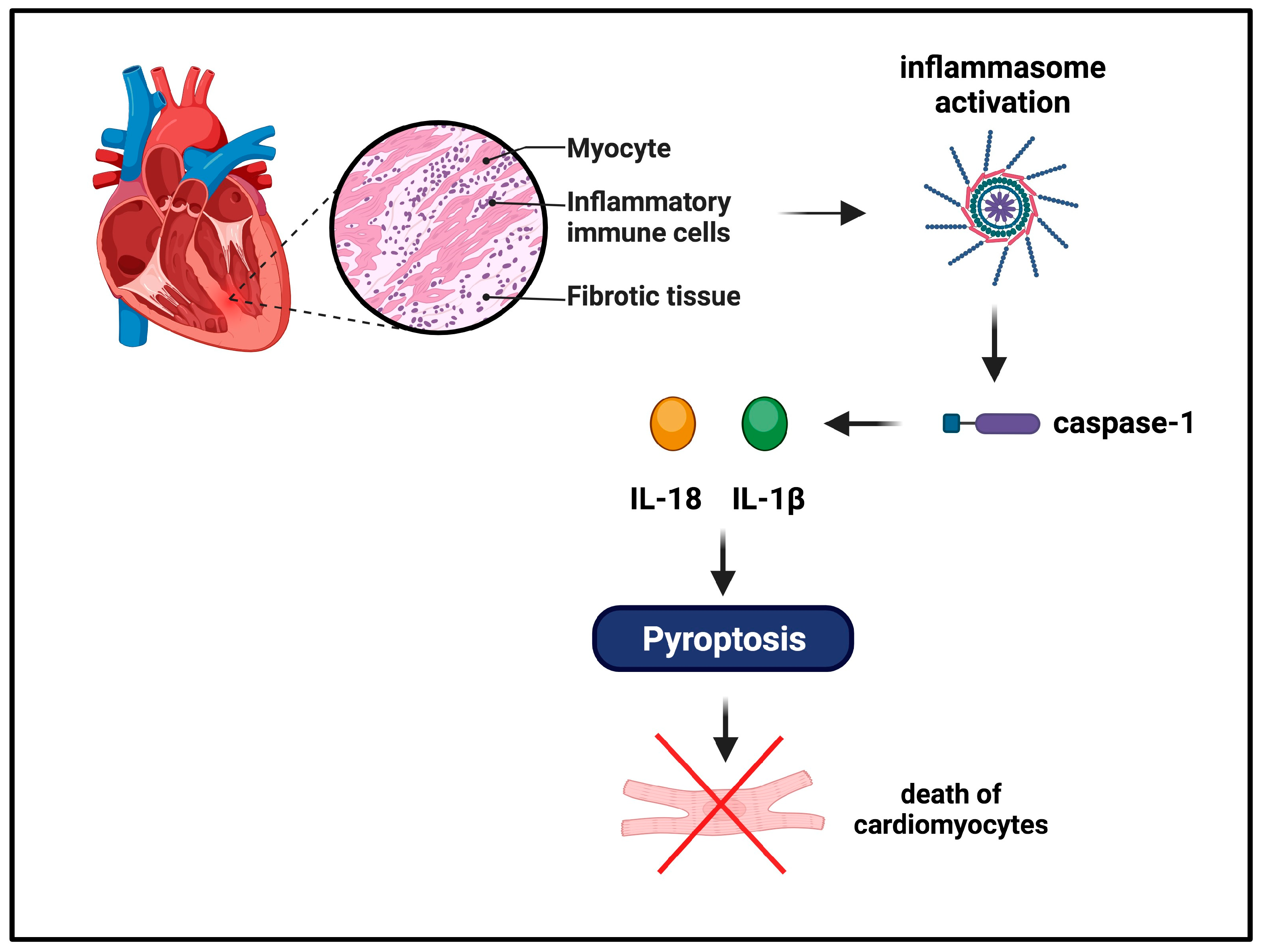 Ijms 24 16556 g004 Ijms 24 16556 g004