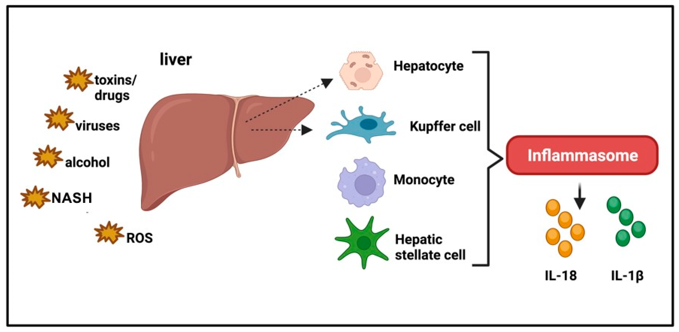 Ijms 24 16556 g005 Ijms 24 16556 g005