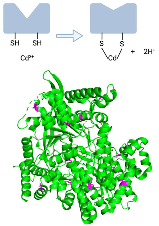 Ijms 24 16558 g003