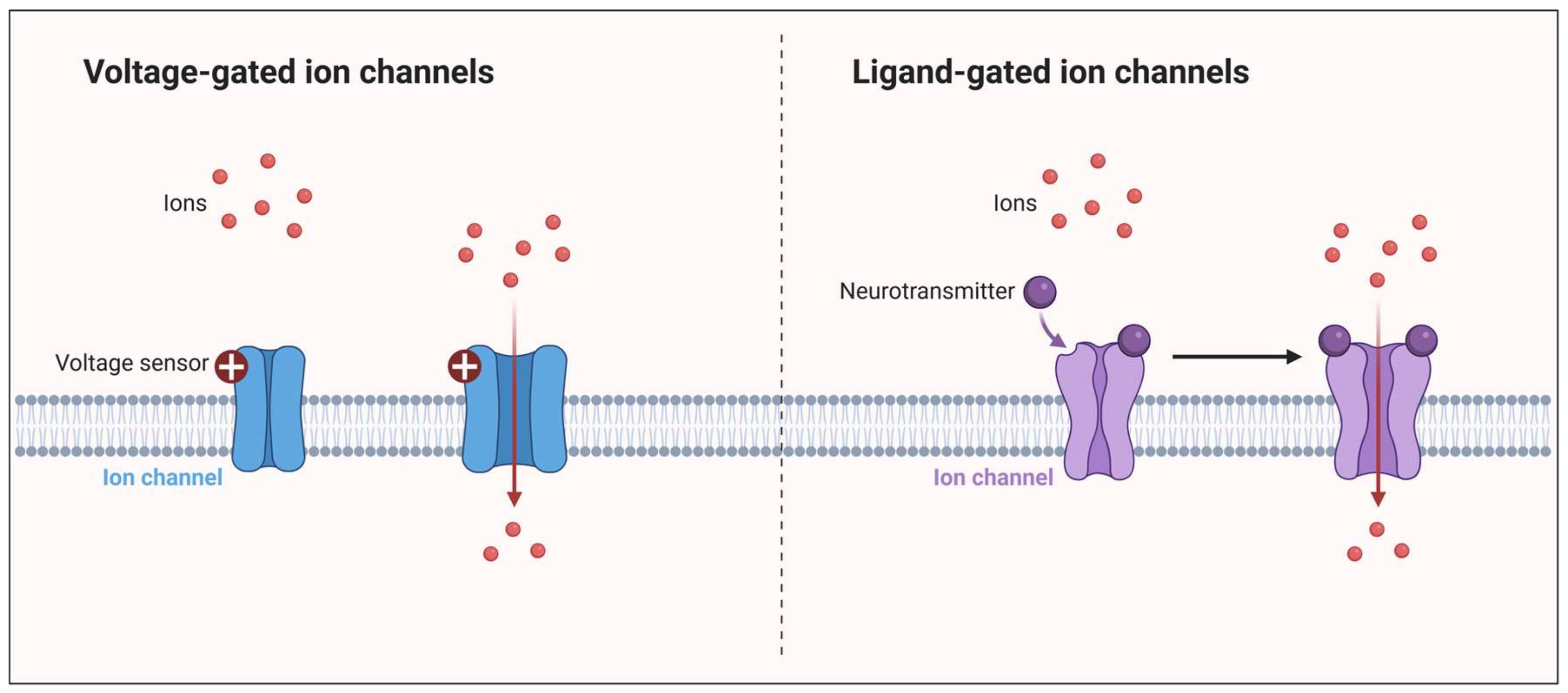 Ijms 24 16574 g002 Ijms 24 16574 g002