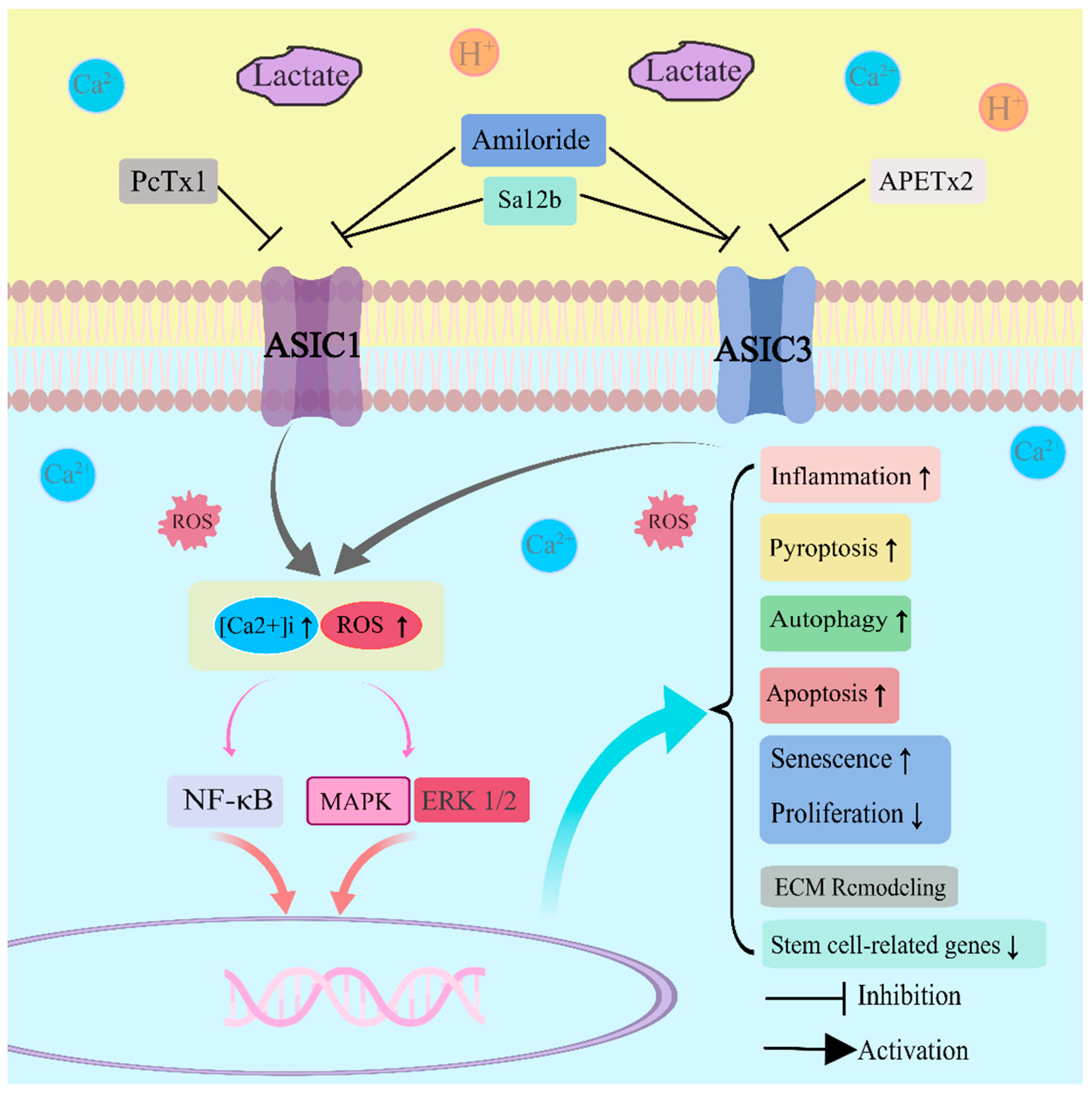 Ijms 24 16592 g002 Ijms 24 16592 g002