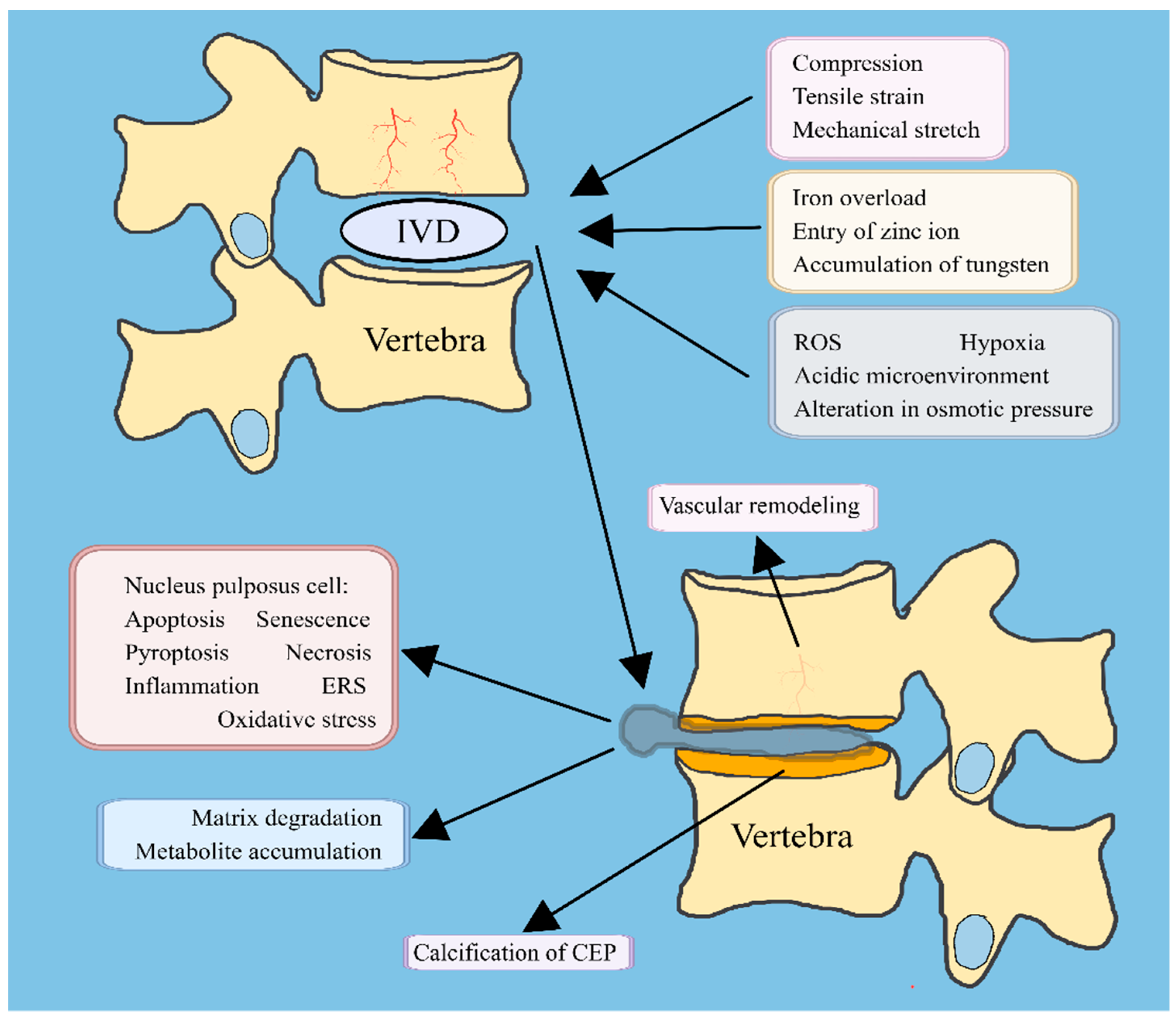 Ijms 24 16592 g003 Ijms 24 16592 g003