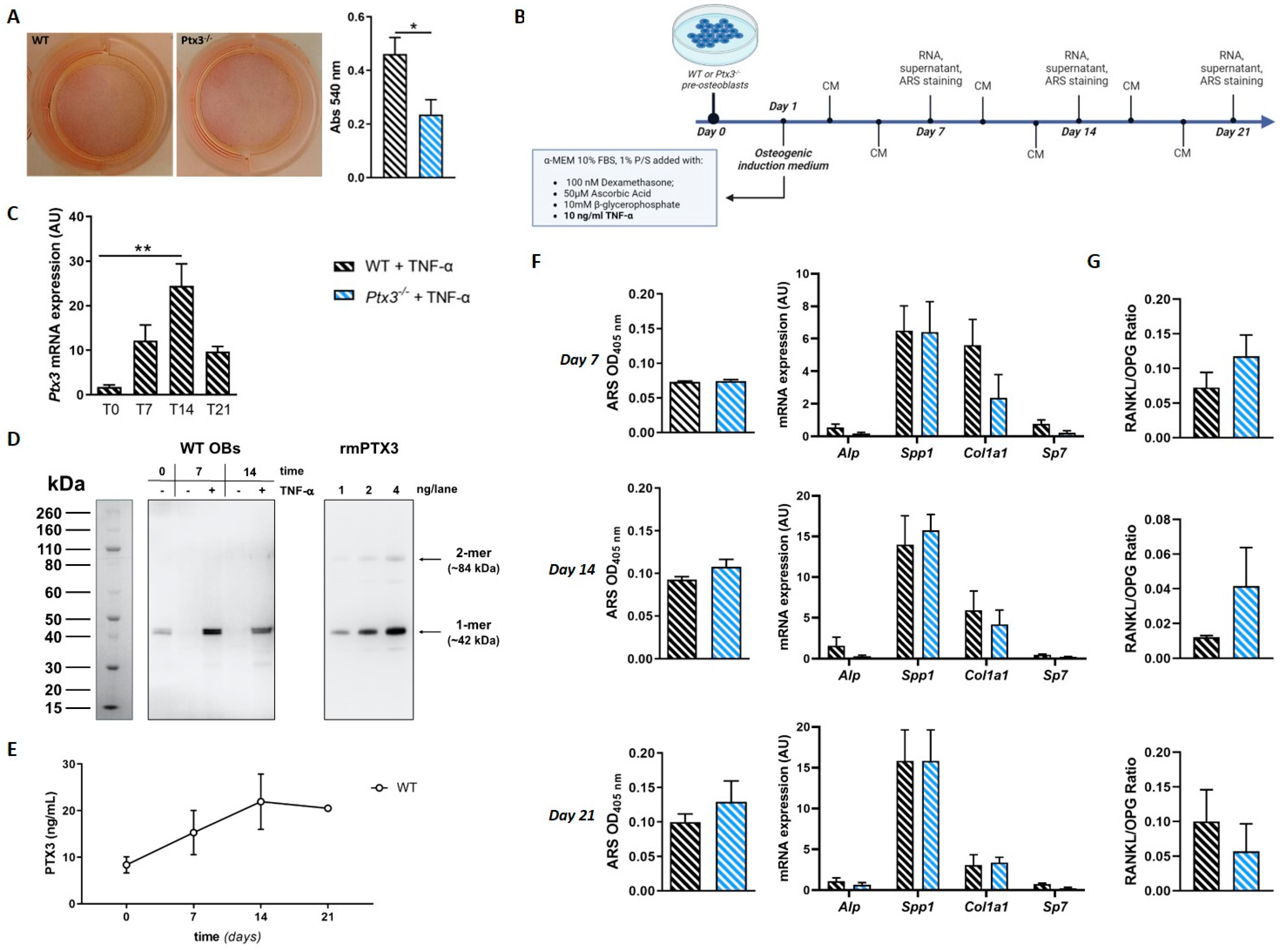 Ijms 24 16648 g005 Ijms 24 16648 g005