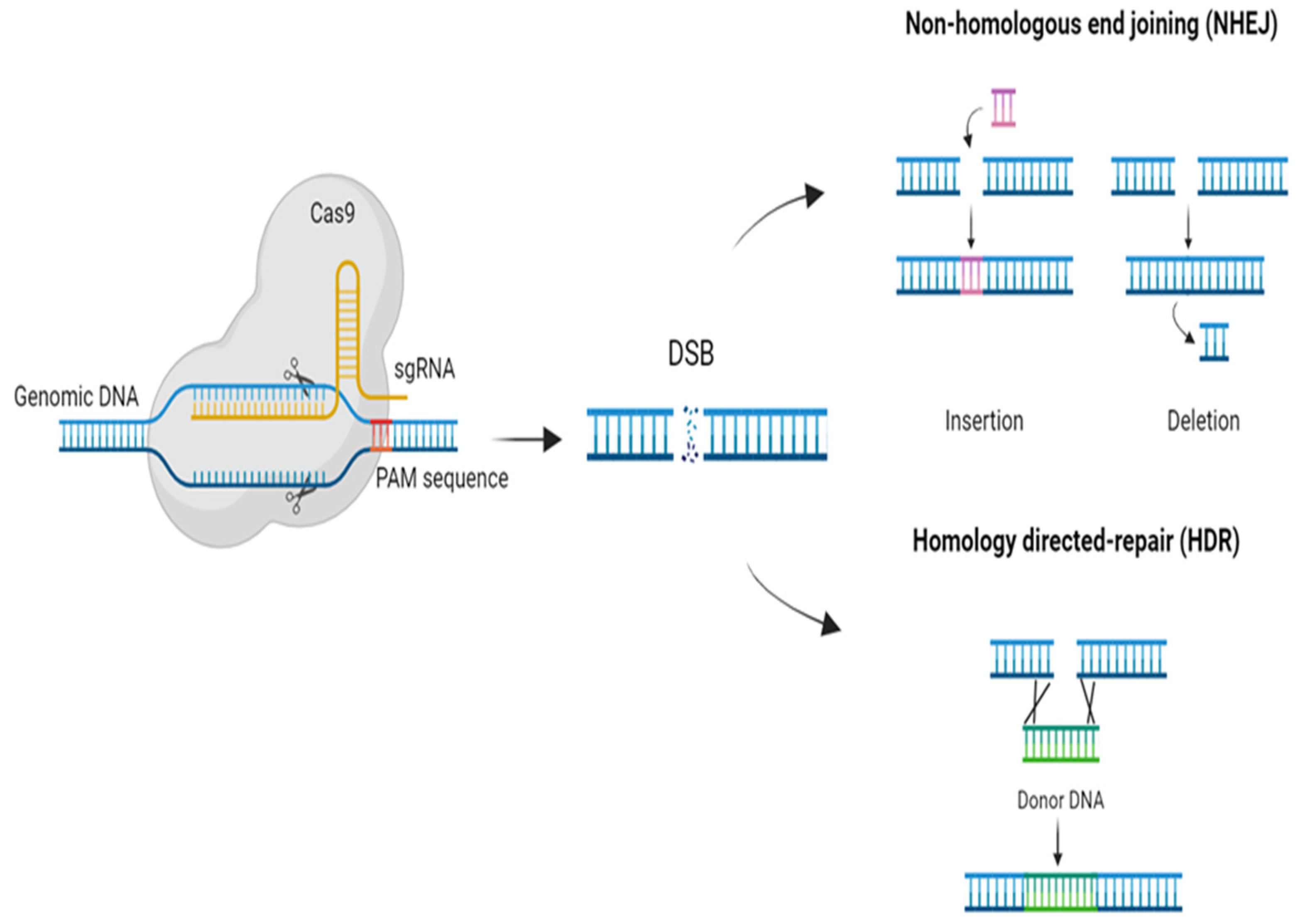 IJMS Free FullText CRISPR/Cas as a GenomeEditing Technique in