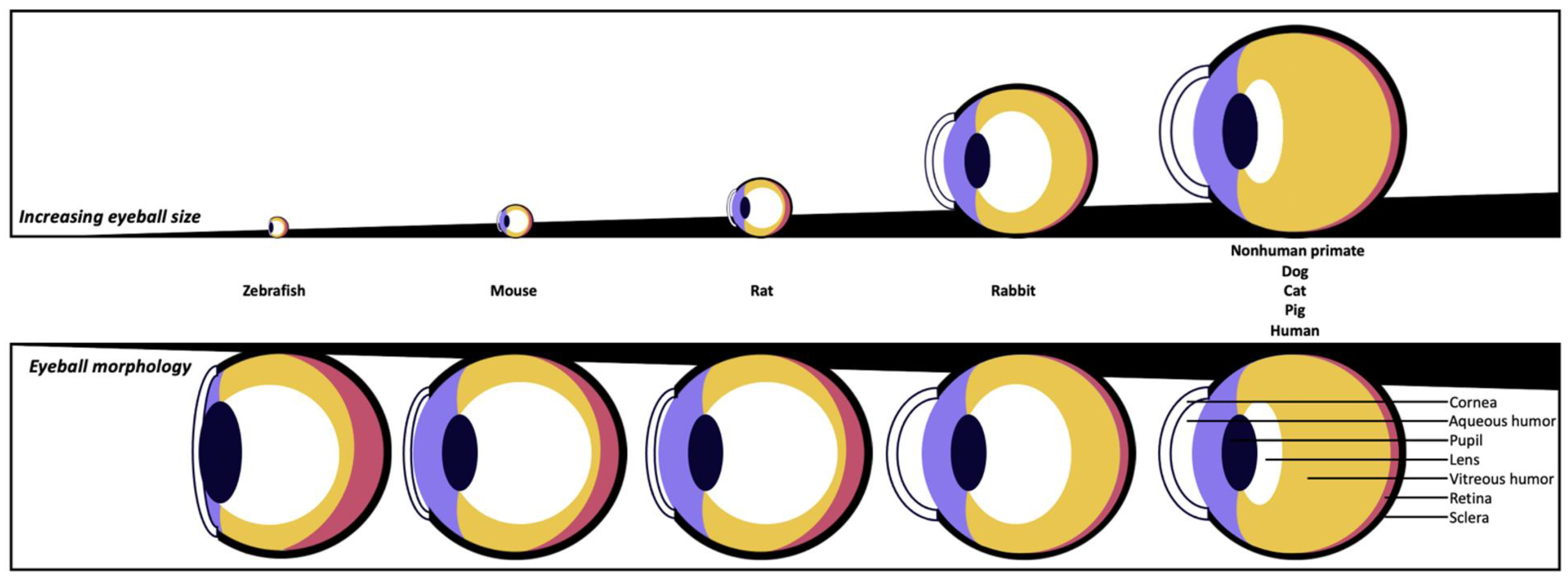 A Chip Off the Old Eye: Device Mimics Human Vision and Memory -  Neuroscience News