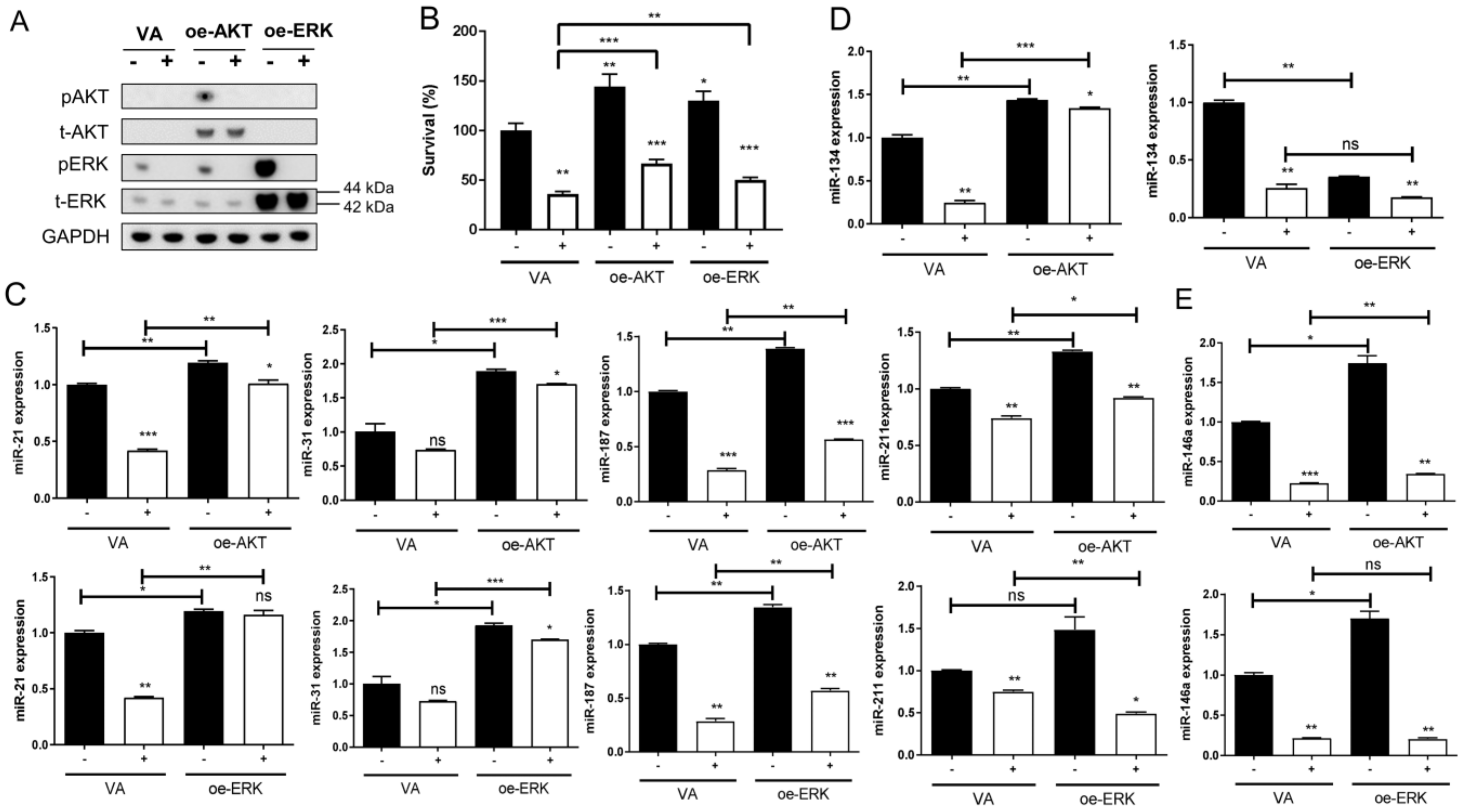 Ijms 24 16662 g005 Ijms 24 16662 g005