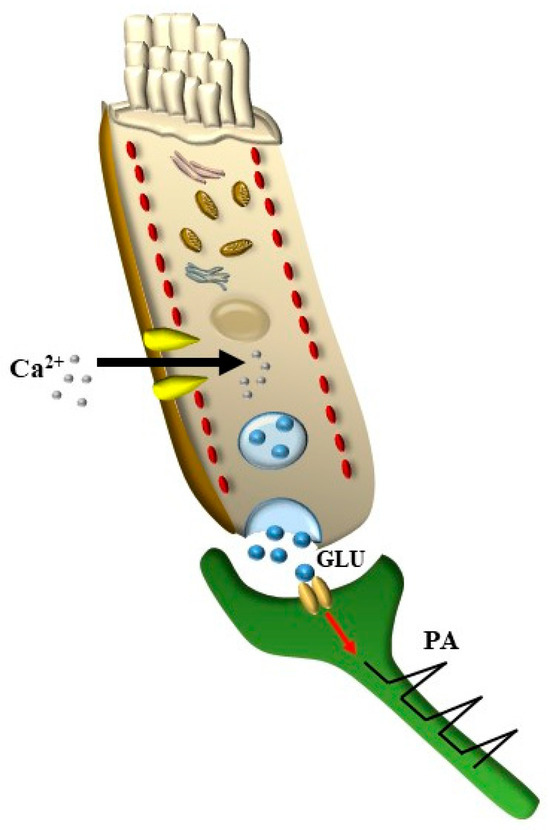 glutathione tinnitus The Relevance of Autophagy within Inner Ear in Baseline Conditions and  Tinnitus-Related Syndromes