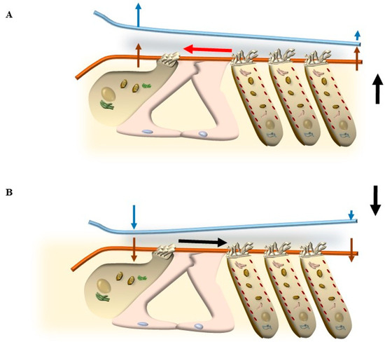 The Relevance of Autophagy within Inner Ear in Baseline