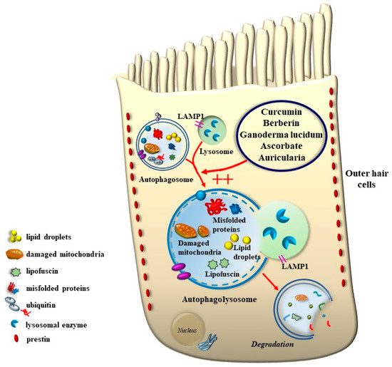 The Relevance of Autophagy within Inner Ear in Baseline Conditions