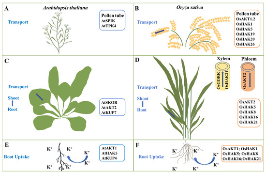 ハク The Molecular Mechanism of Potassium Absorption, Transport, and