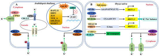 The Molecular Mechanism of Potassium Absorption, Transport, and ...