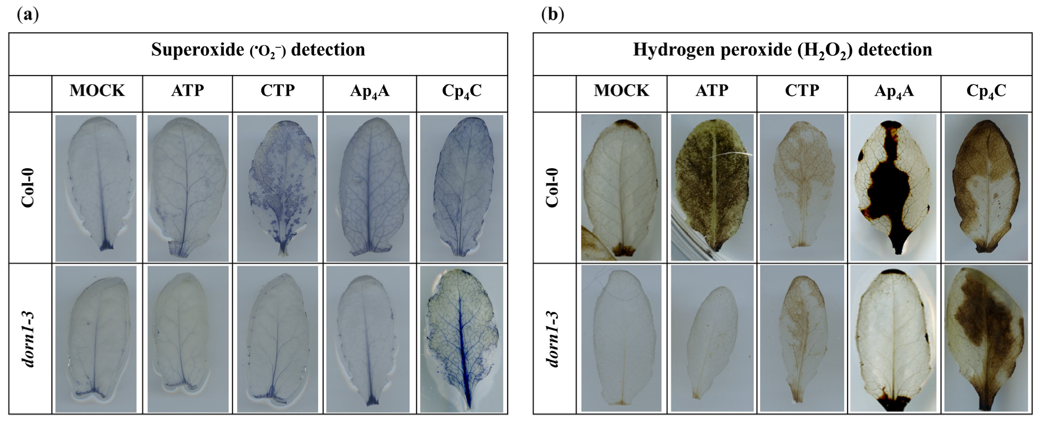 Ijms 24 16688 g003 Ijms 24 16688 g003