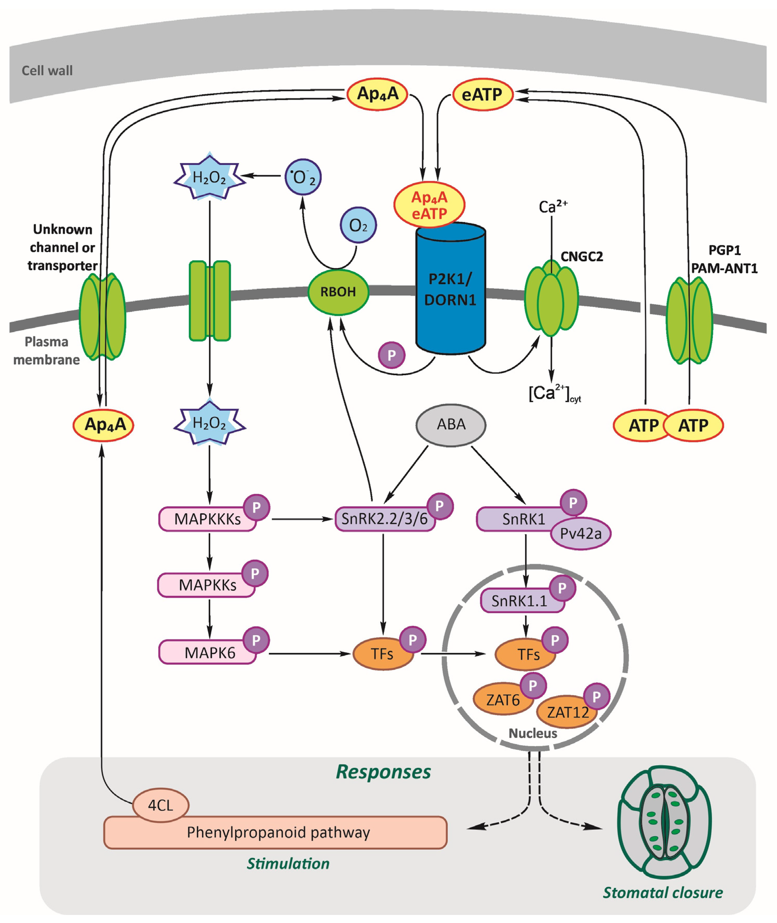 Ijms 24 16688 g006 Ijms 24 16688 g006
