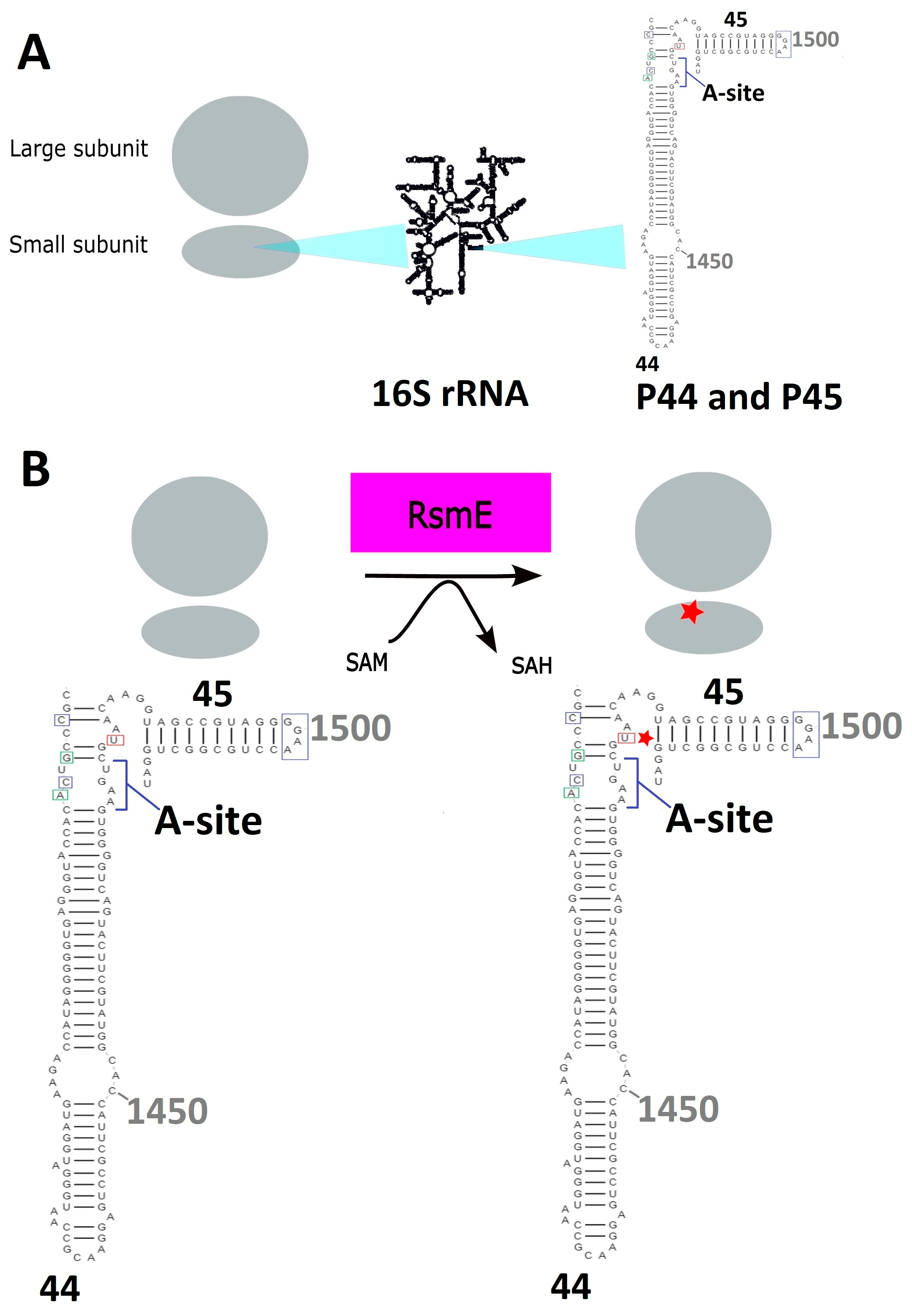 SAM and SAH Analysis Service - Creative Proteomics