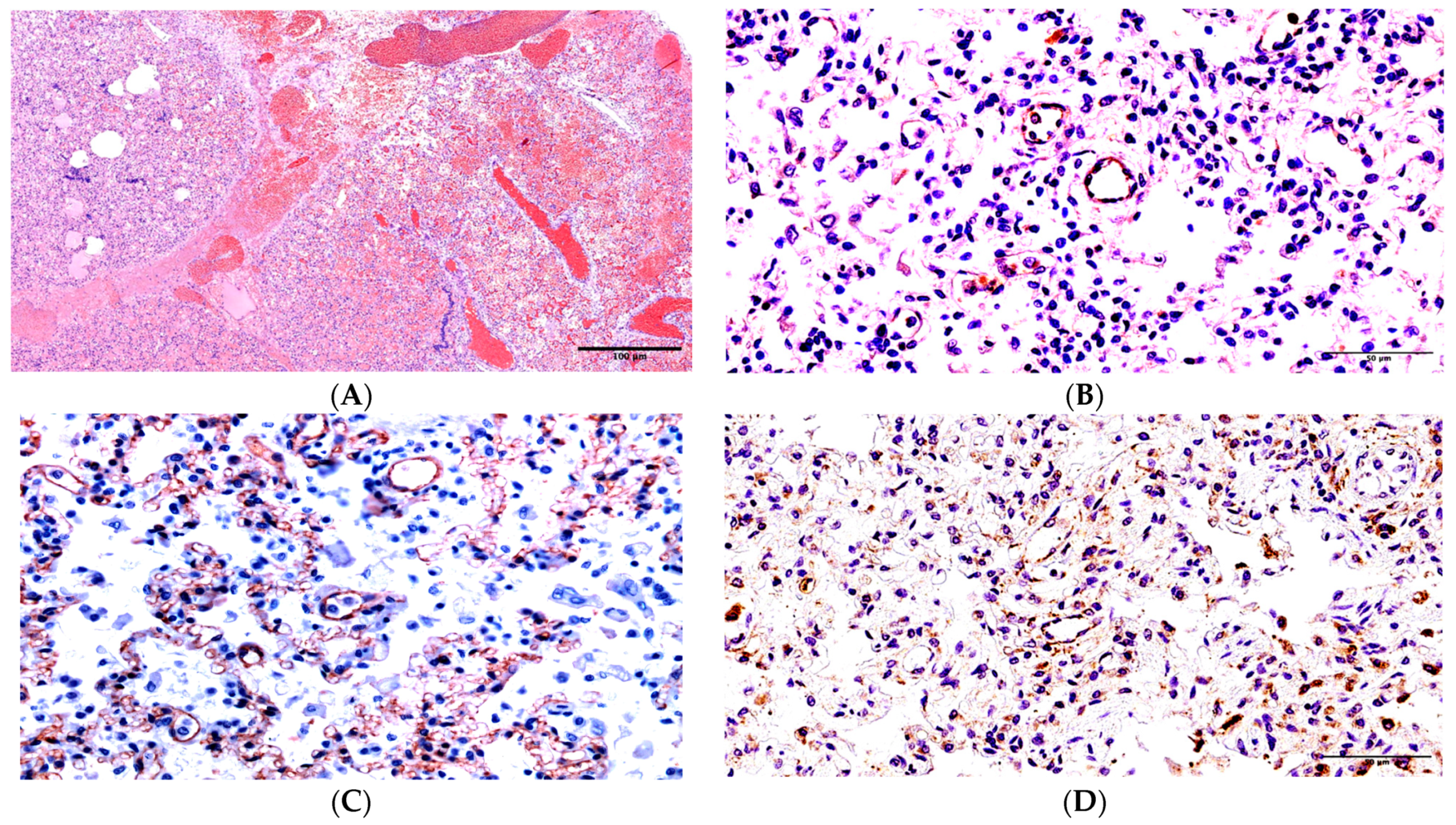 Ijms 24 16750 g001 Ijms 24 16750 g001