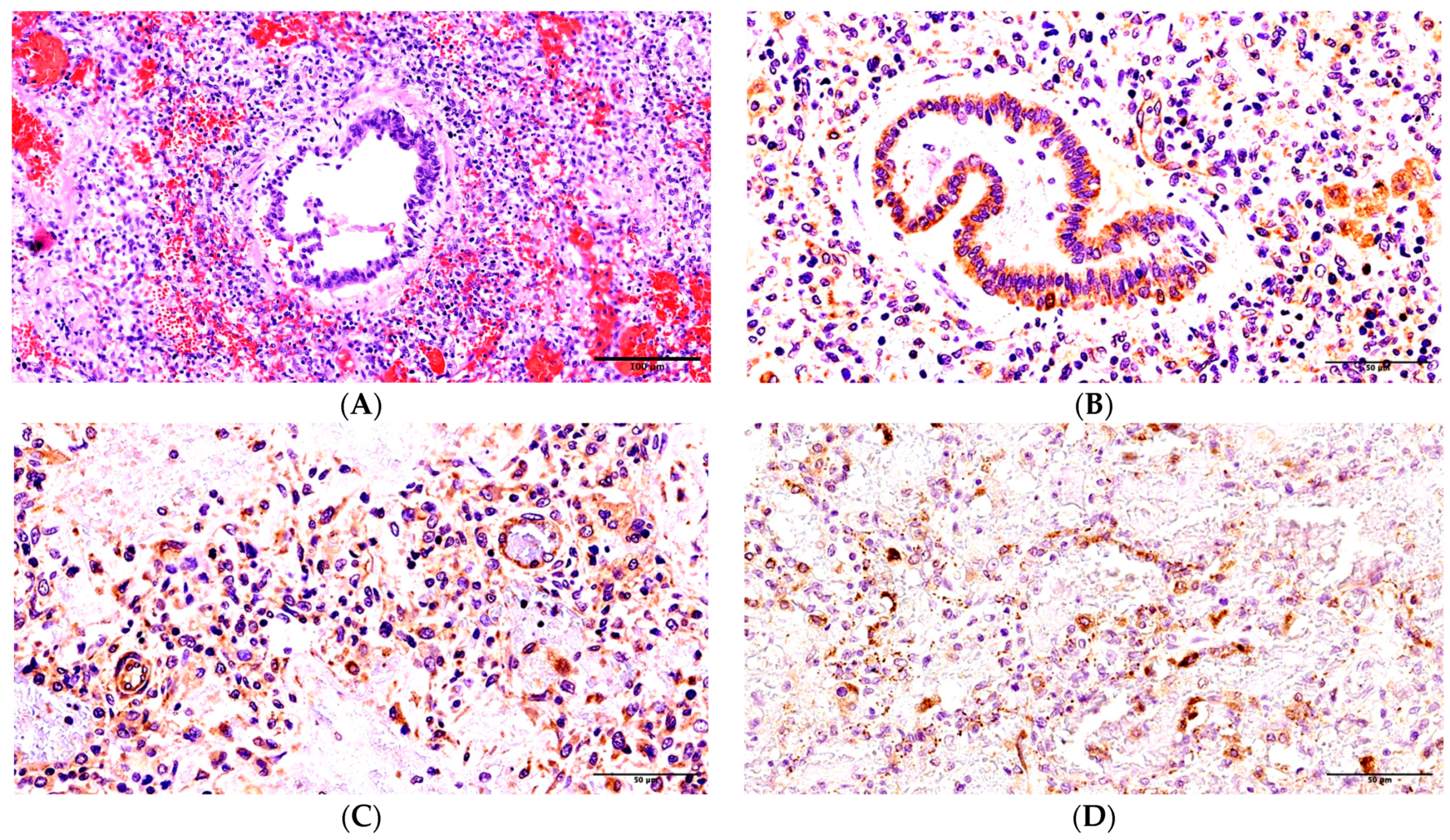 Ijms 24 16750 g002 Ijms 24 16750 g002