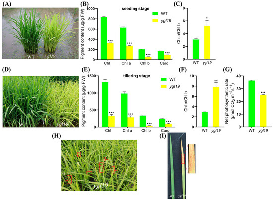 Yellow-Green Leaf 19 Encoding a Specific and Conservative Protein