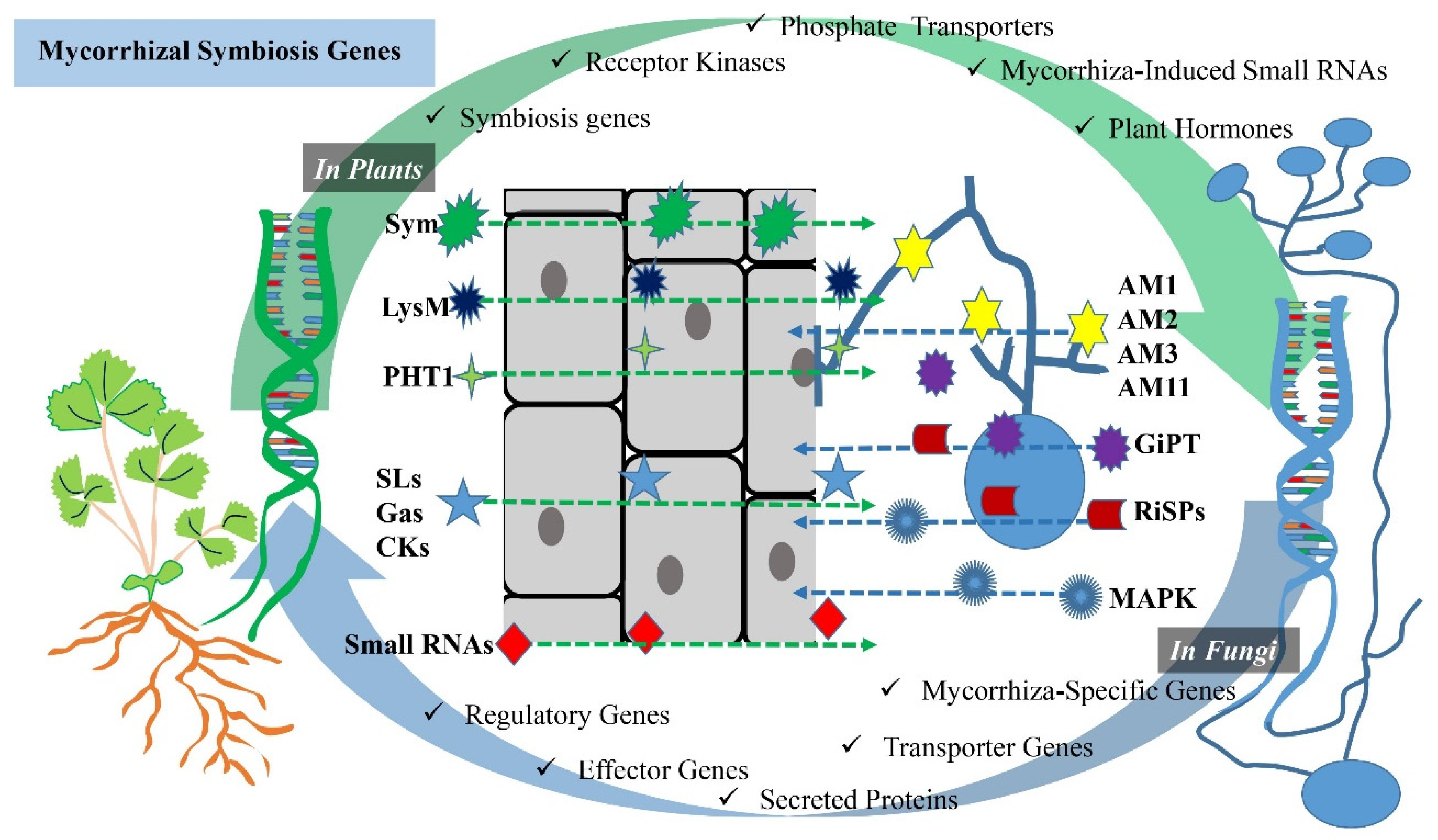 https://www.mdpi.com/ijms/ijms-24-16774/article_deploy/html/images/ijms-24-16774-g001.png