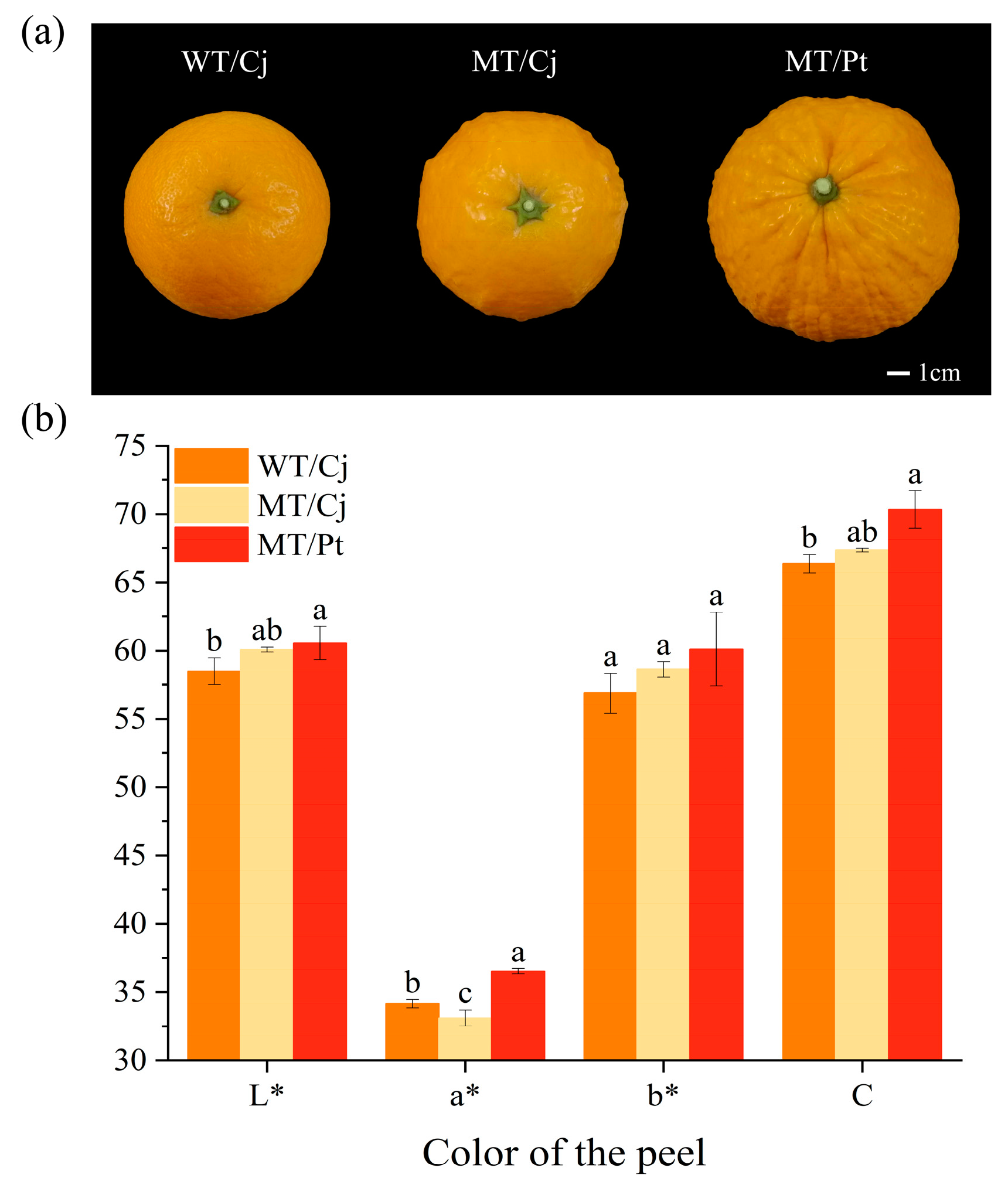 Persian orange fruit ( Citrus reticulata )