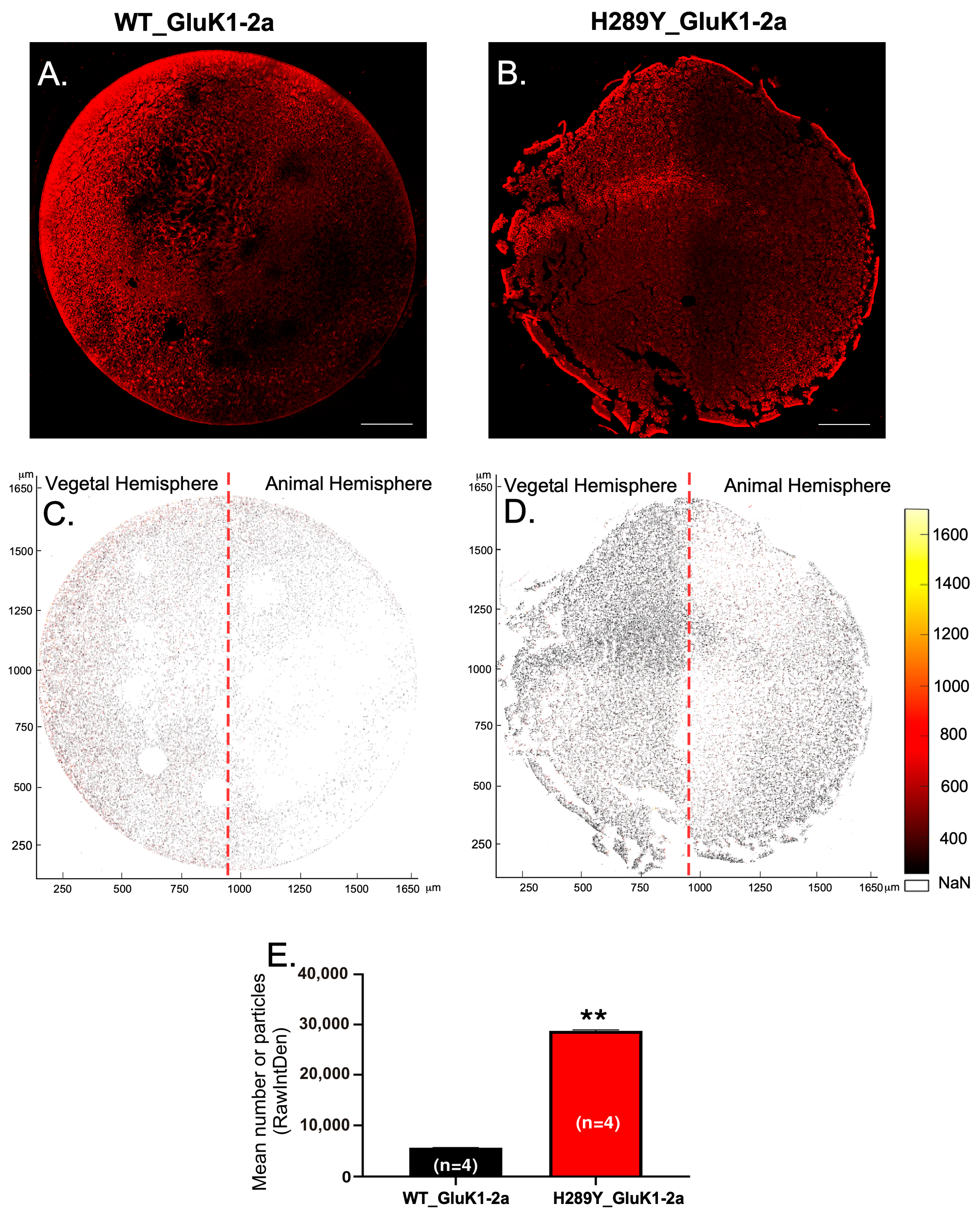 Ijms 24 16852 g002 Ijms 24 16852 g002