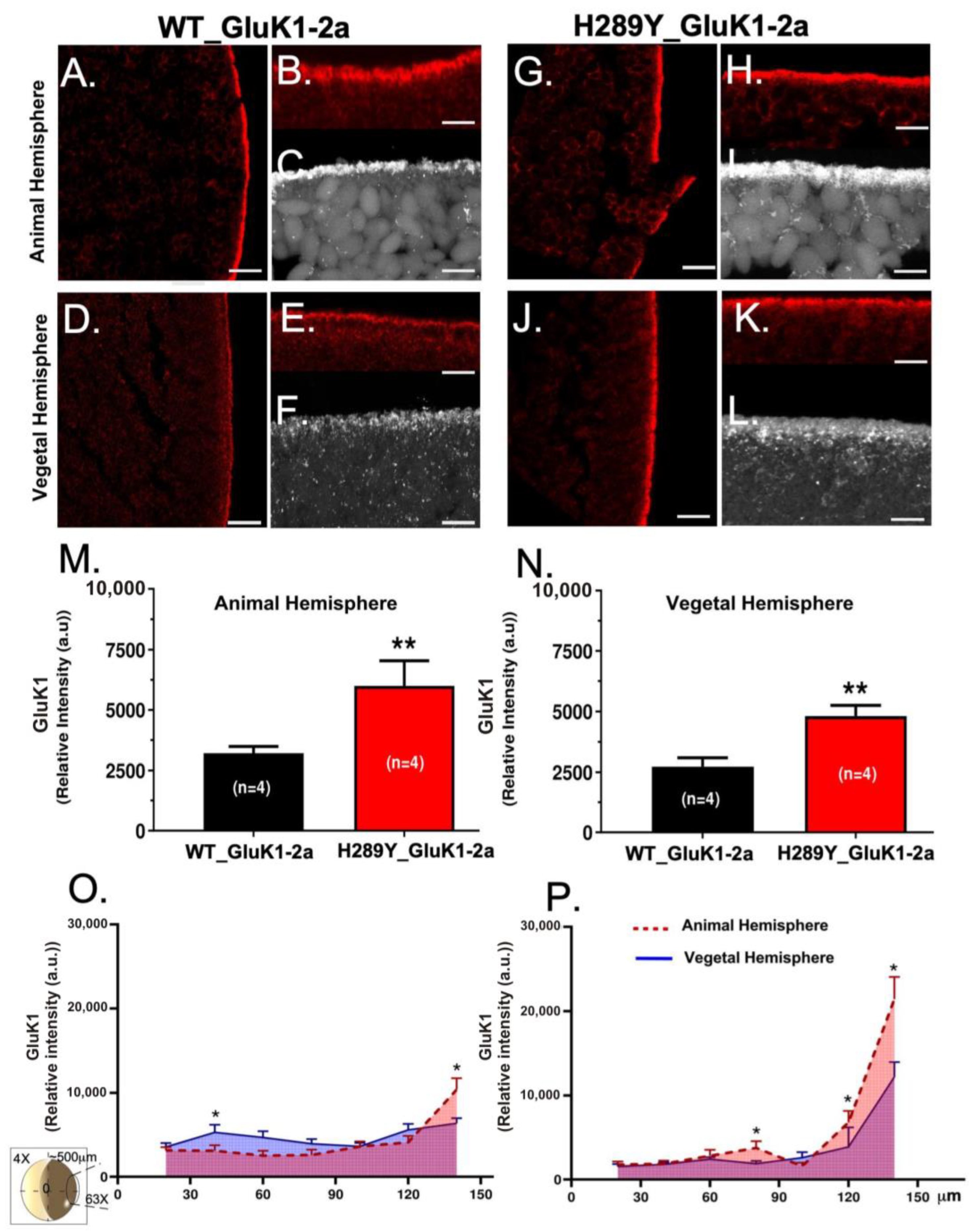 Ijms 24 16852 g003 Ijms 24 16852 g003