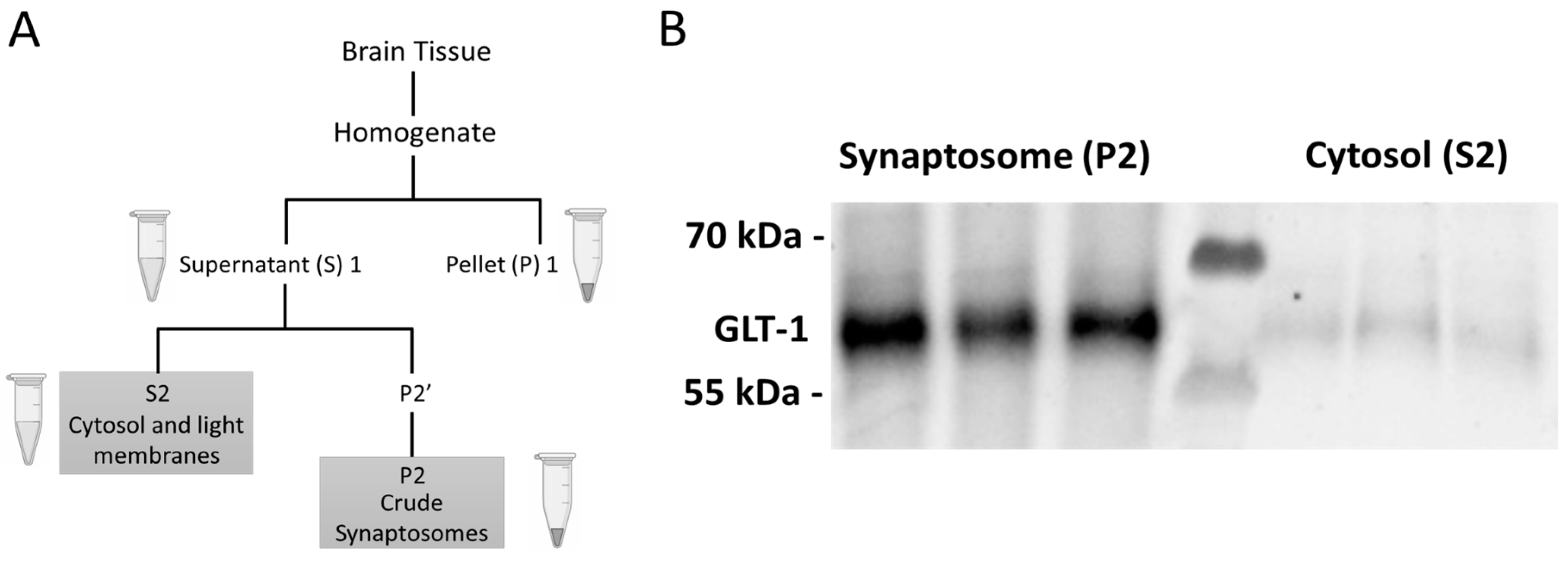Ijms 24 16859 g010 Ijms 24 16859 g010