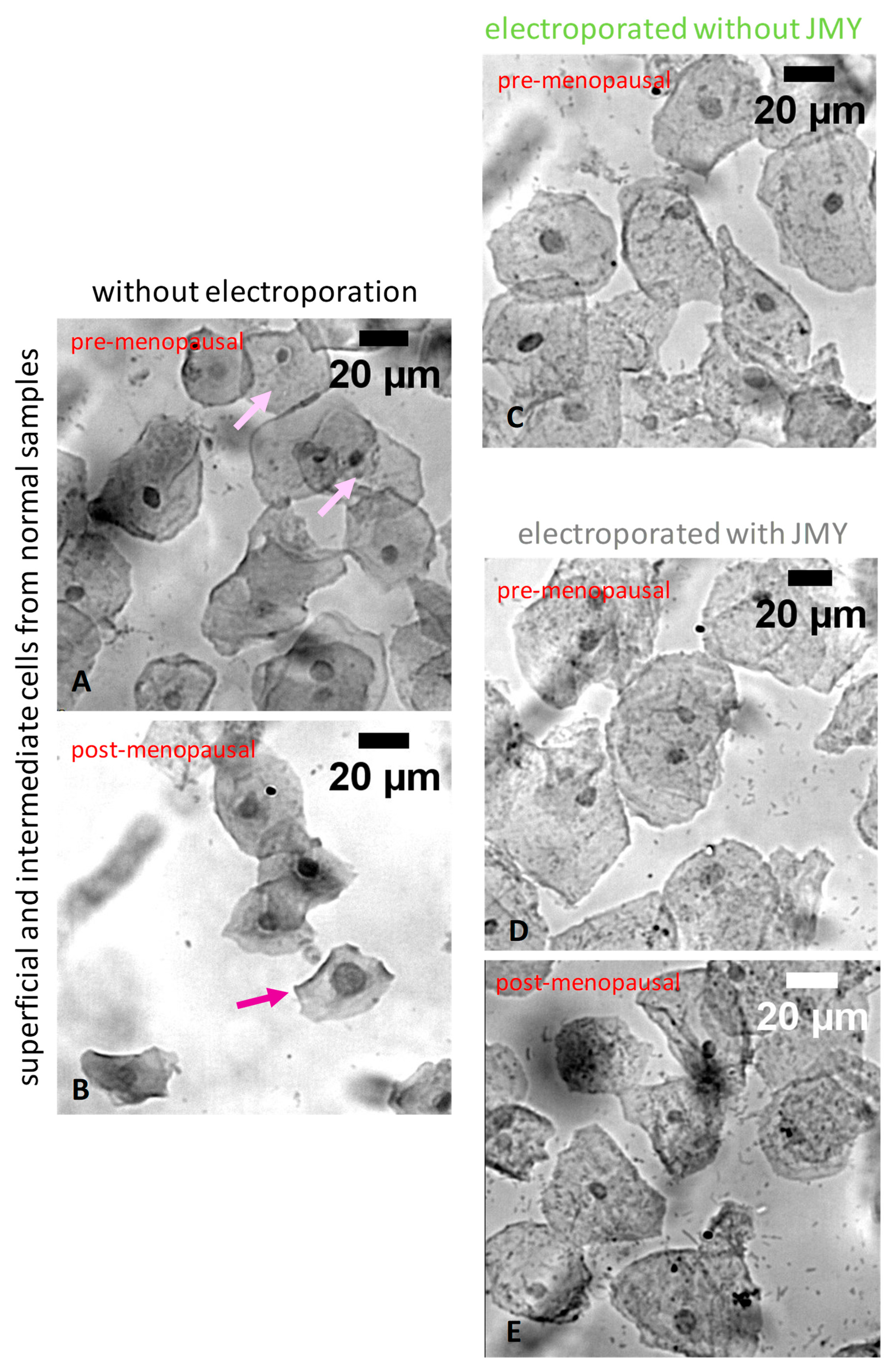 Ijms 24 16863 g002 Ijms 24 16863 g002