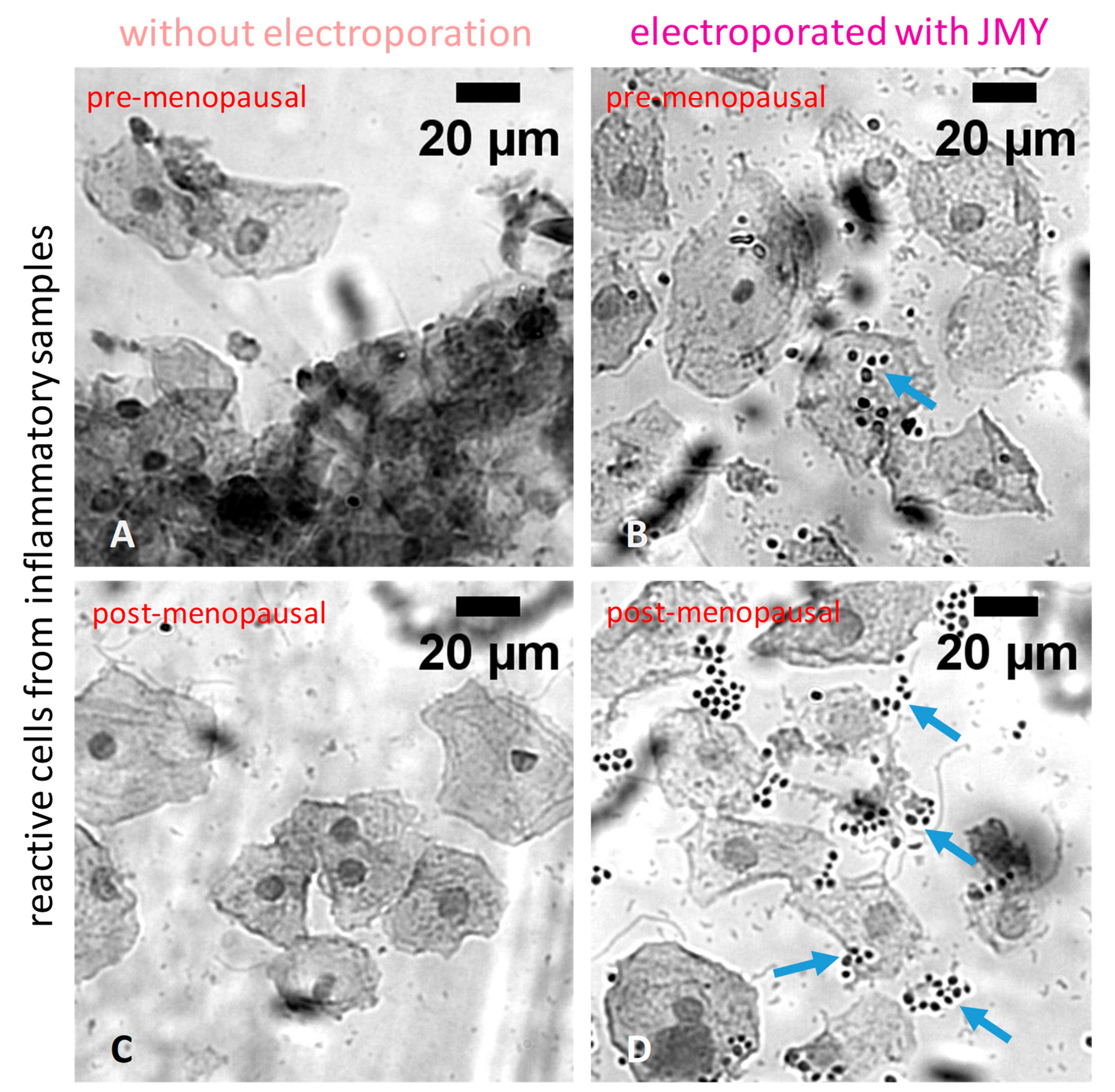 Ijms 24 16863 g003 Ijms 24 16863 g003
