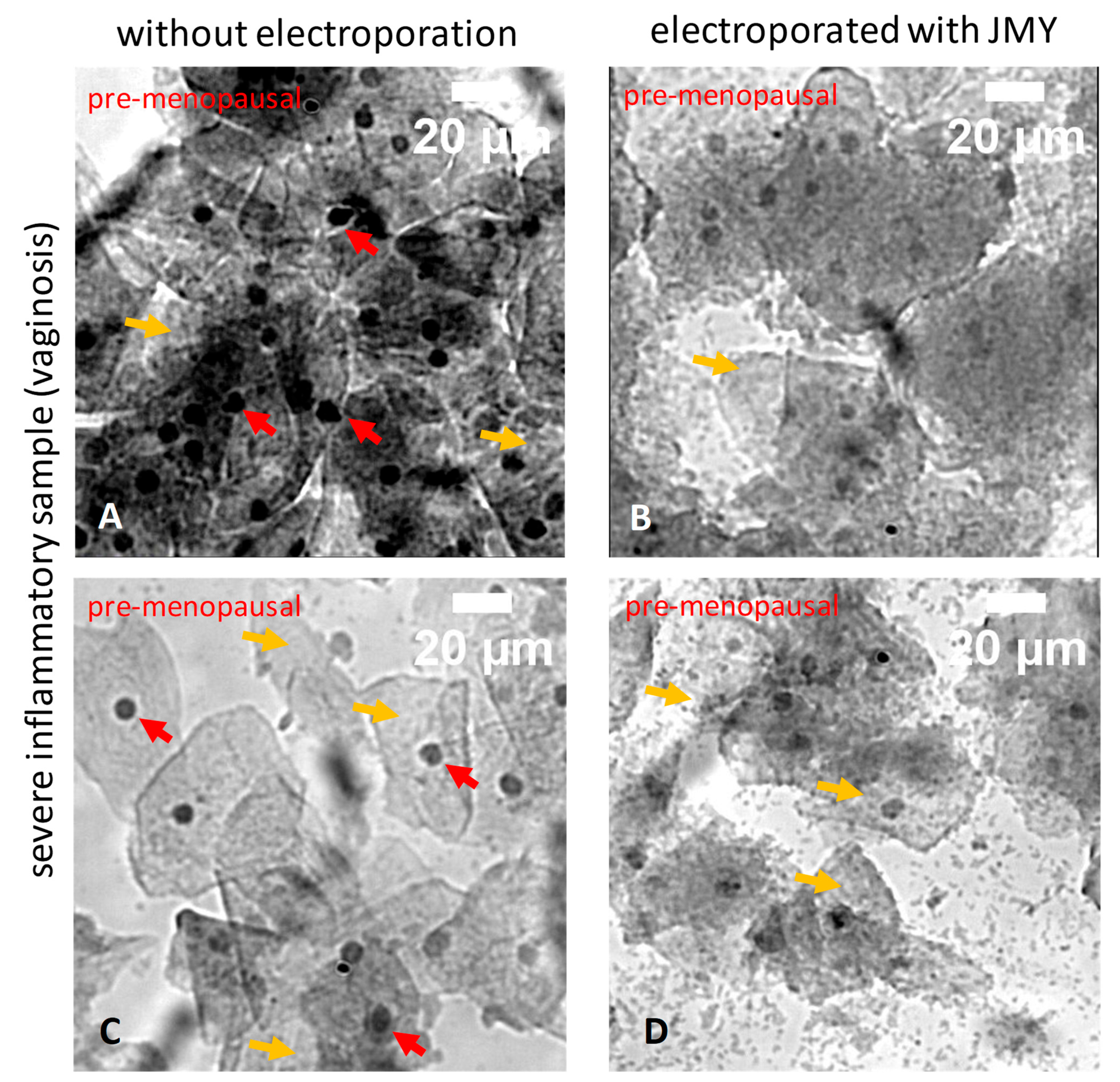 Ijms 24 16863 g007 Ijms 24 16863 g007