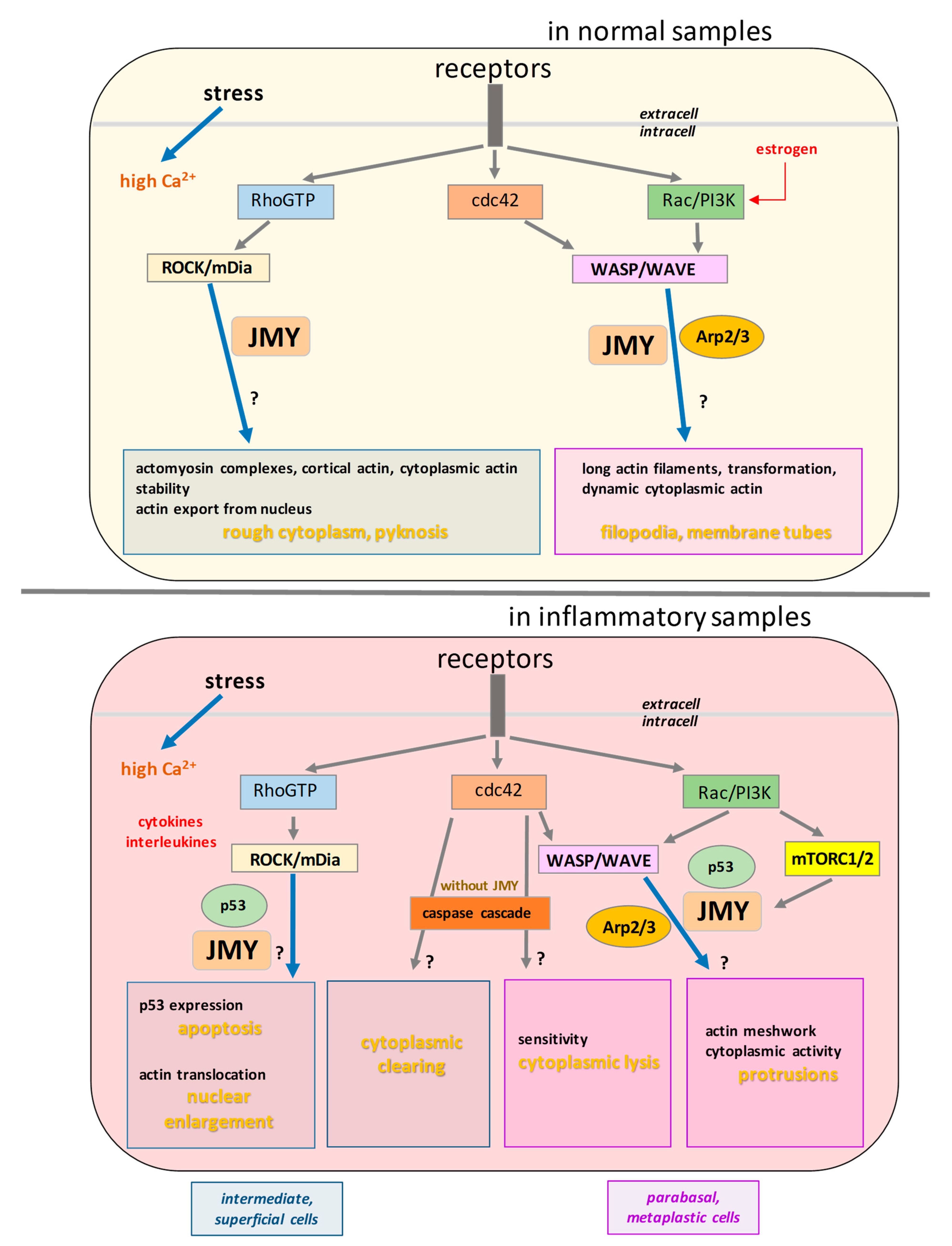 Ijms 24 16863 g009 Ijms 24 16863 g009