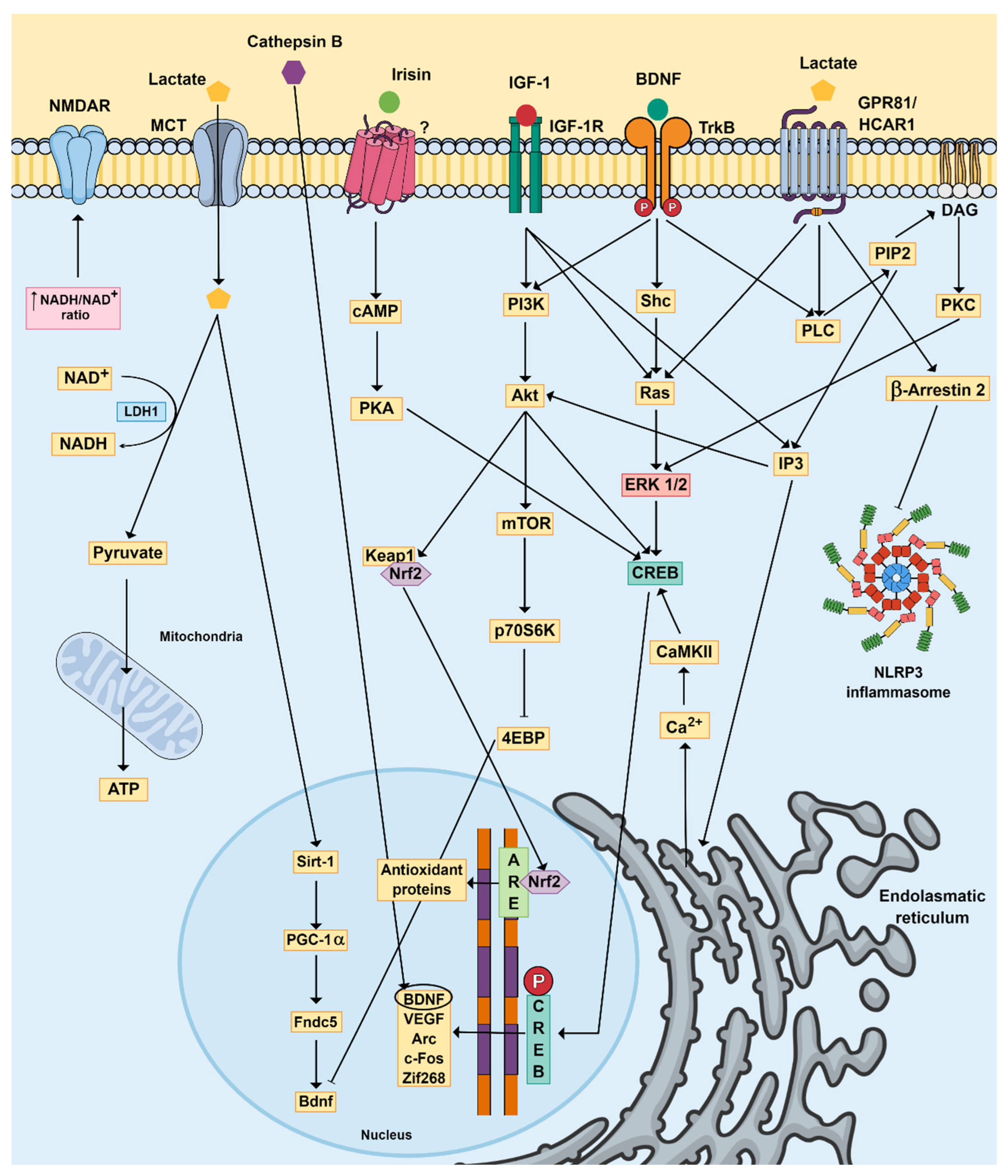 Ijms 24 16870 g002 Ijms 24 16870 g002