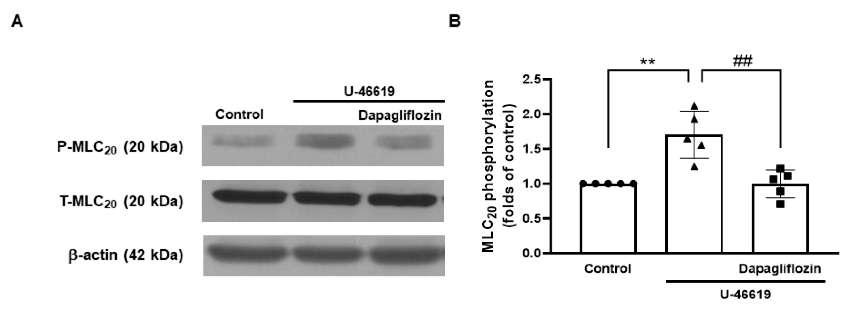 Ijms 24 16873 g008 Ijms 24 16873 g008