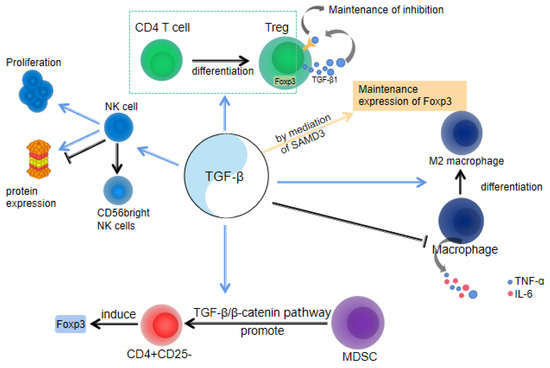 The Role of TGF-β during Pregnancy and Pregnancy Complications