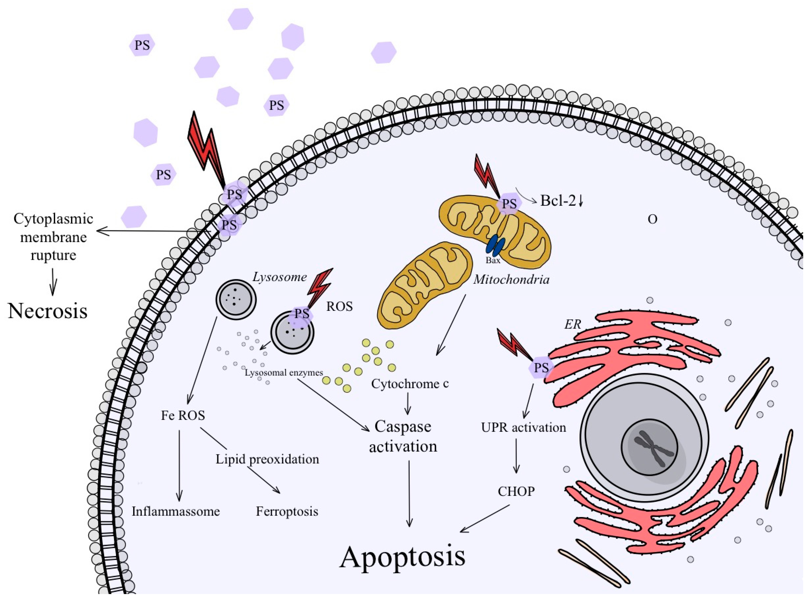 Ijms 24 16890 g004 Ijms 24 16890 g004