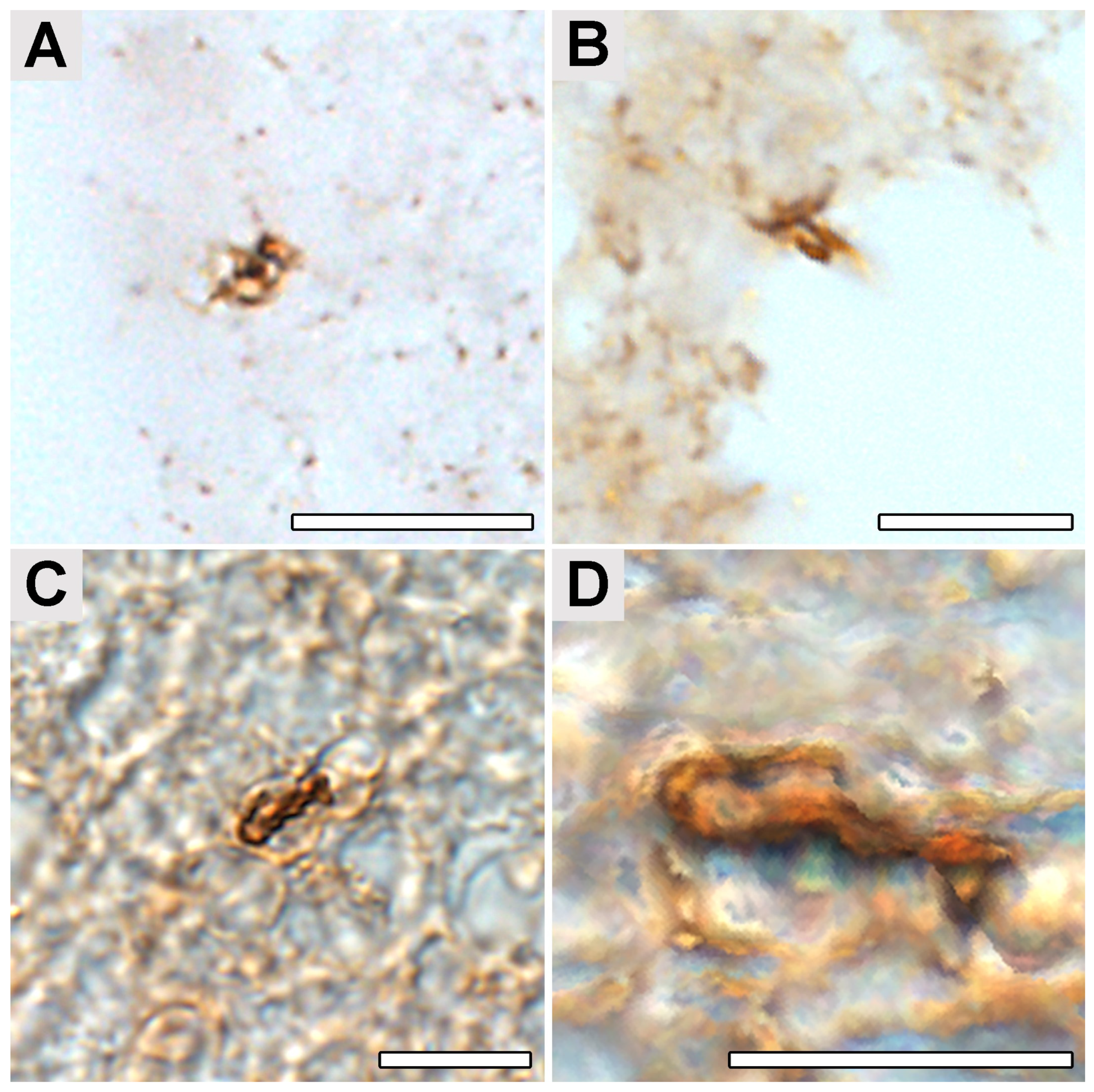 Ijms 24 16906 g002 Ijms 24 16906 g002