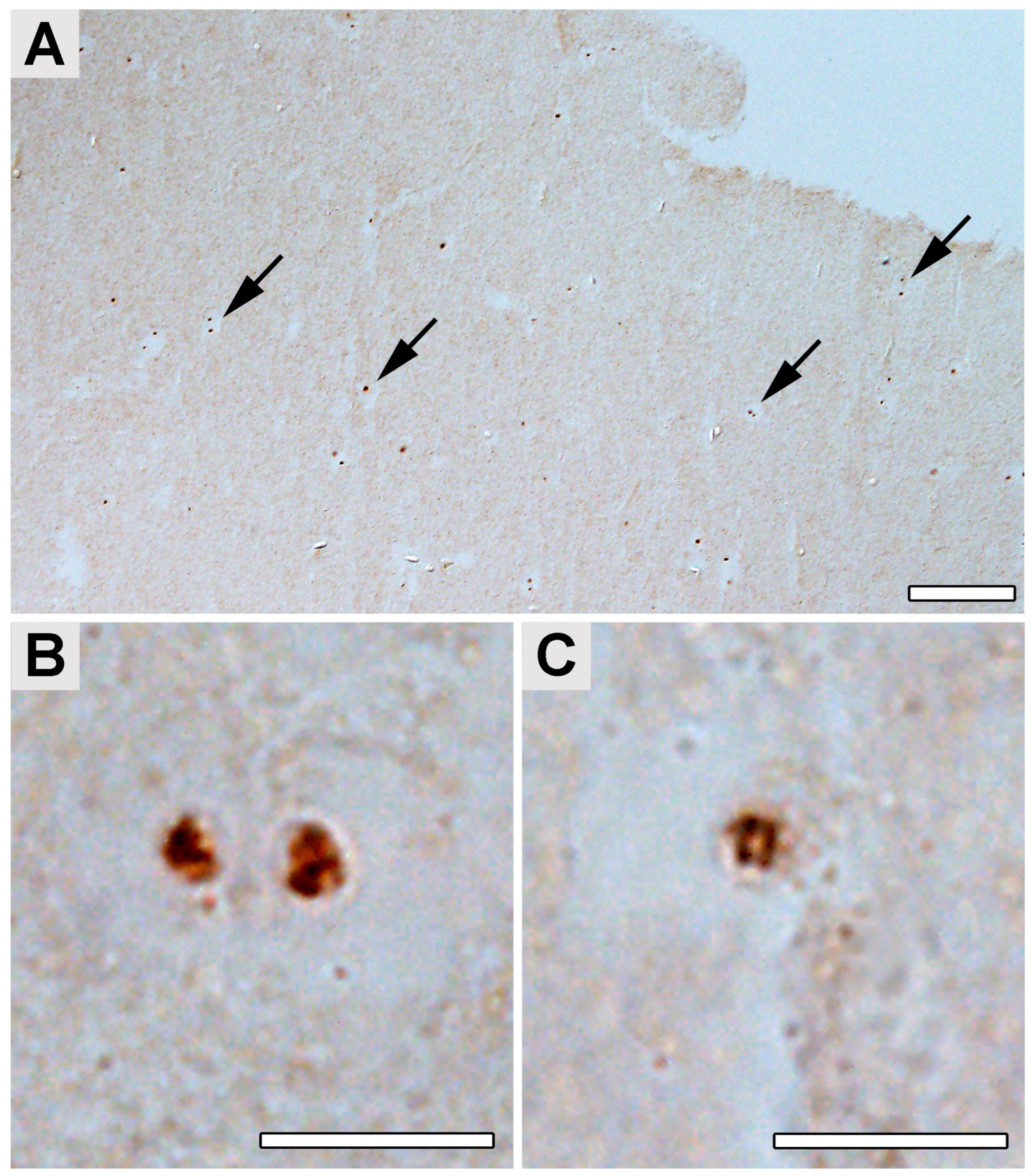 Ijms 24 16906 g003 Ijms 24 16906 g003