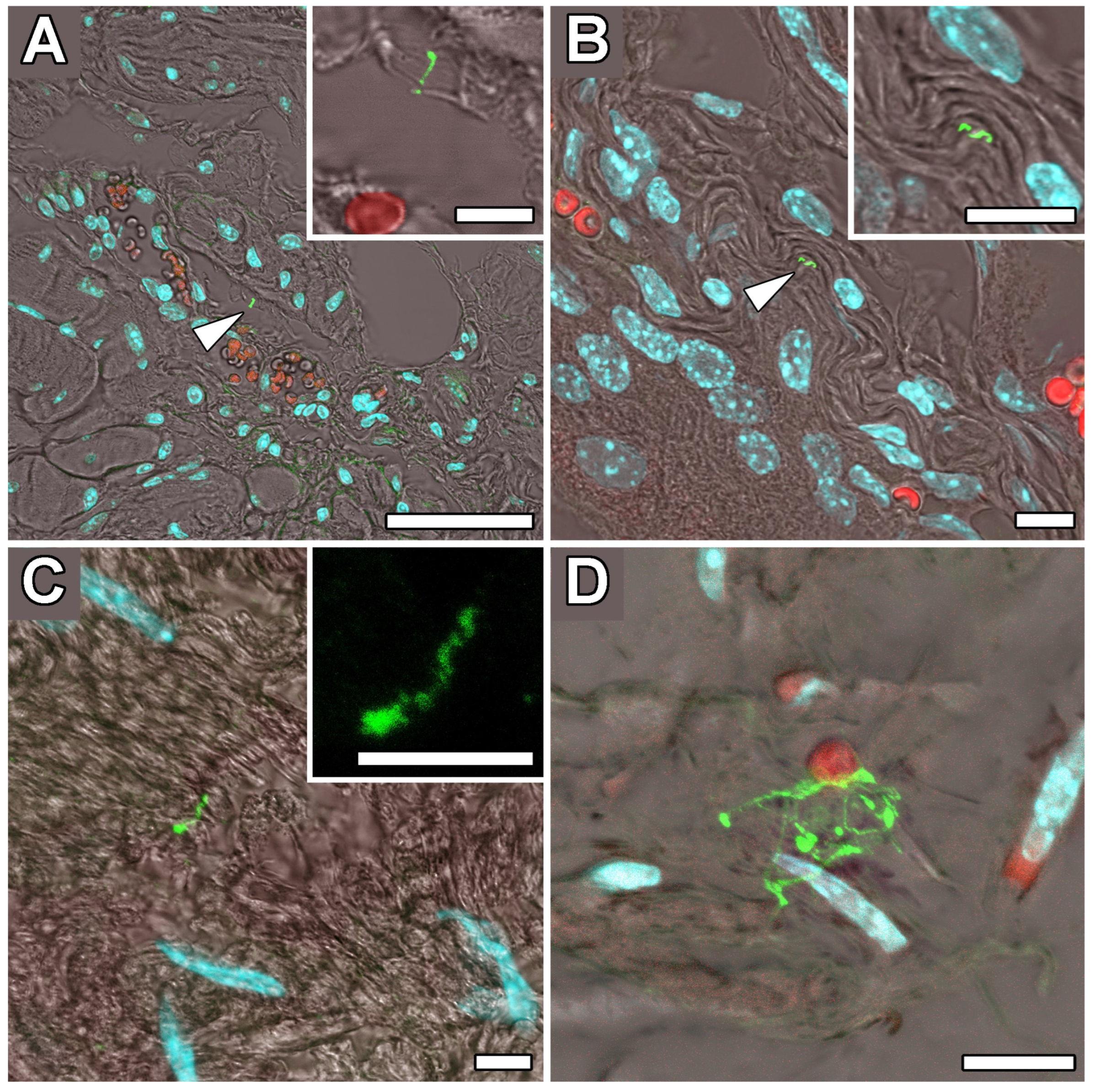 Ijms 24 16906 g004 Ijms 24 16906 g004