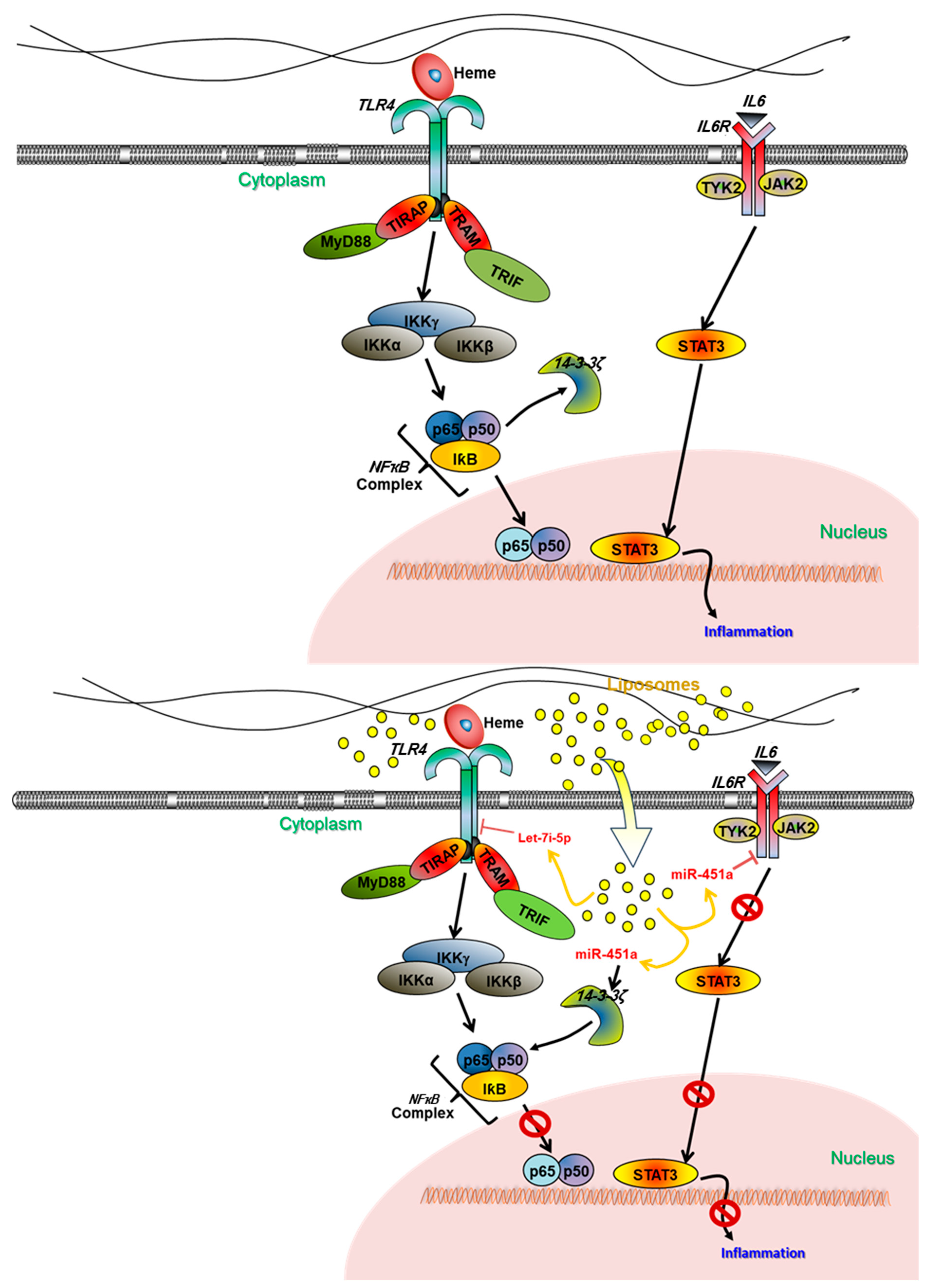 Ijms 24 16934 g009 Ijms 24 16934 g009