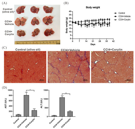 Corylin Attenuates CCl4-Induced Liver Fibrosis in Mice by Regulating ...