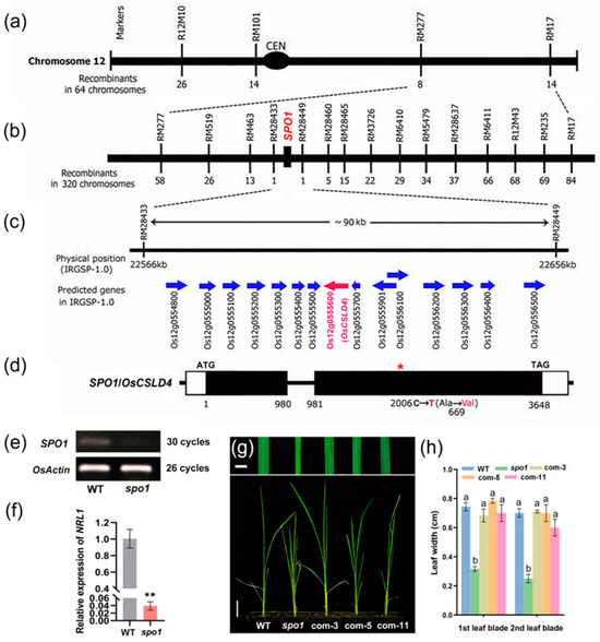 IJMS | Free Full-Text | SMALL PLANT AND ORGAN 1 (SPO1) Encoding a ...