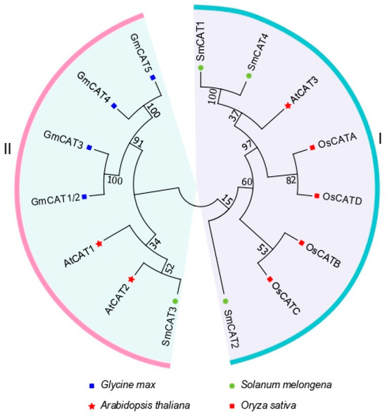 Differential CaKAN3-CaHSF8 associations underlie distinct immune