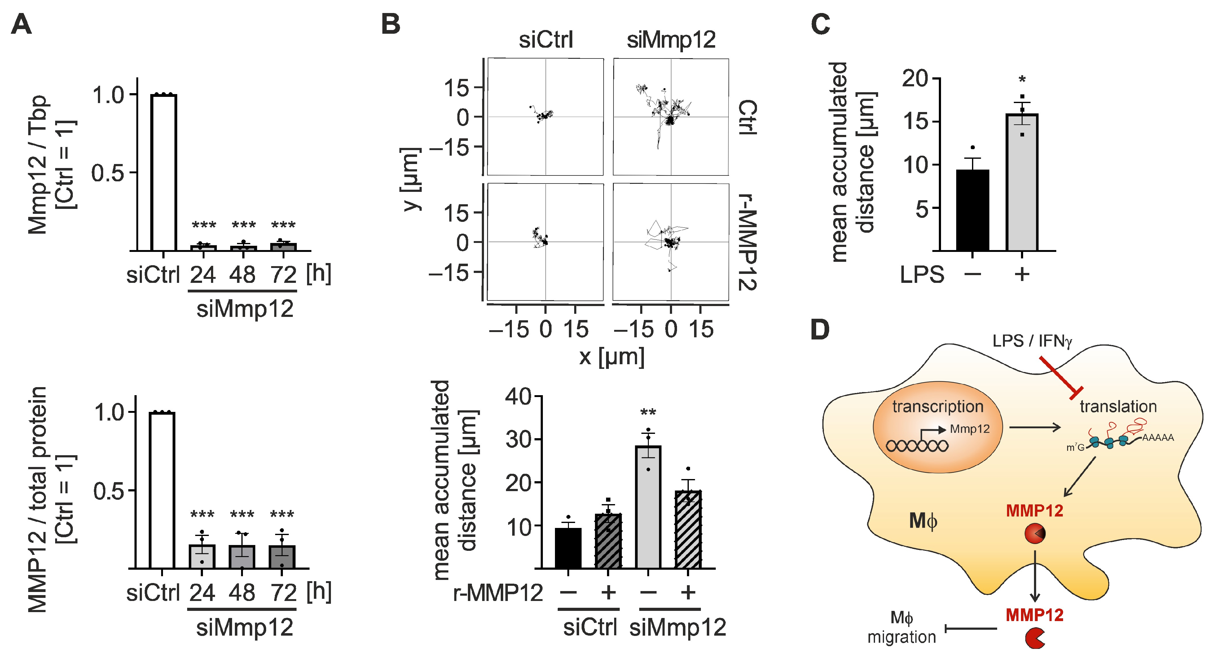 Mmp12 Is Translationally Regulated in Macrophages during the Course of ...