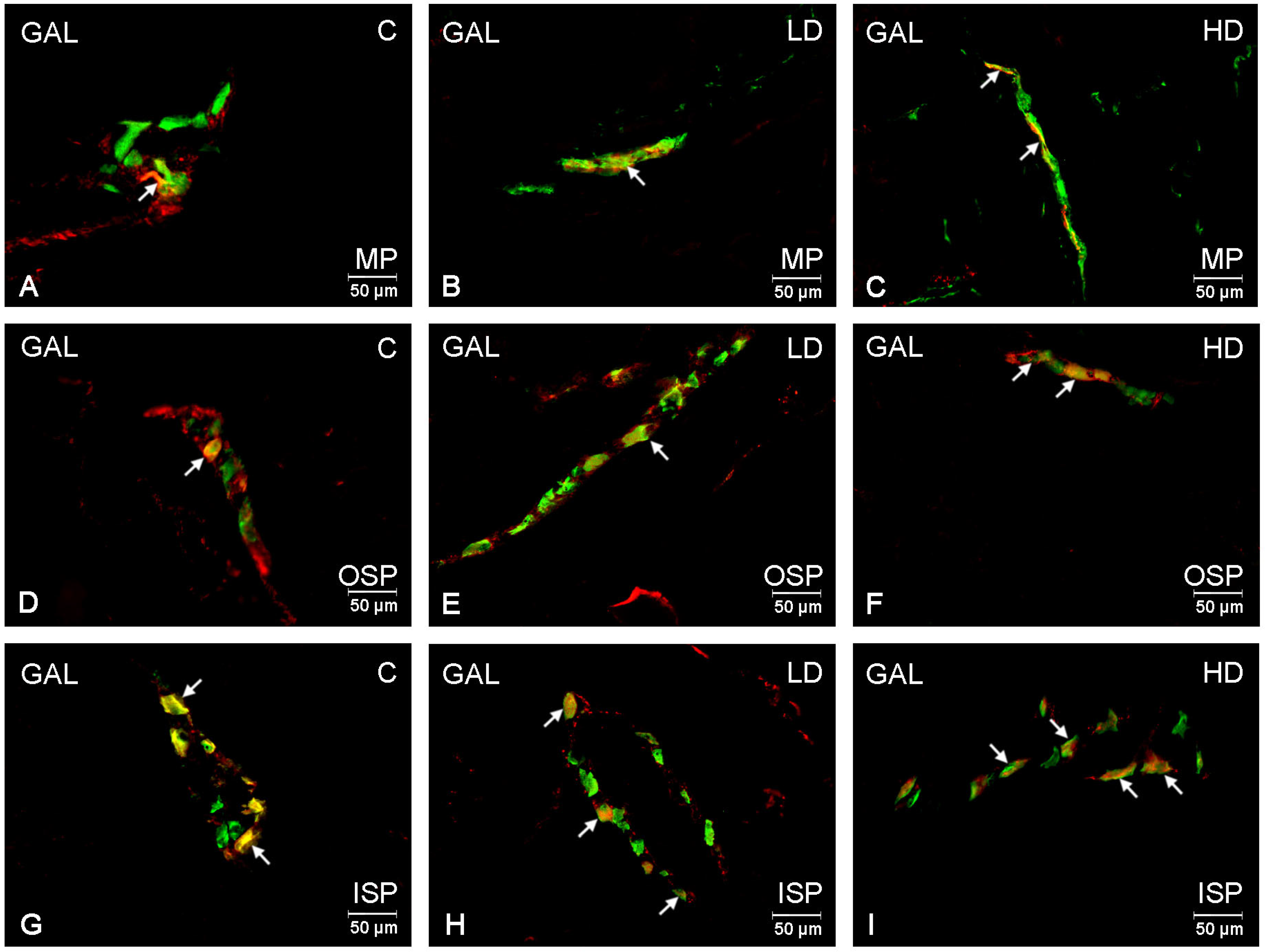 Ijms 24 16998 g004 Ijms 24 16998 g004